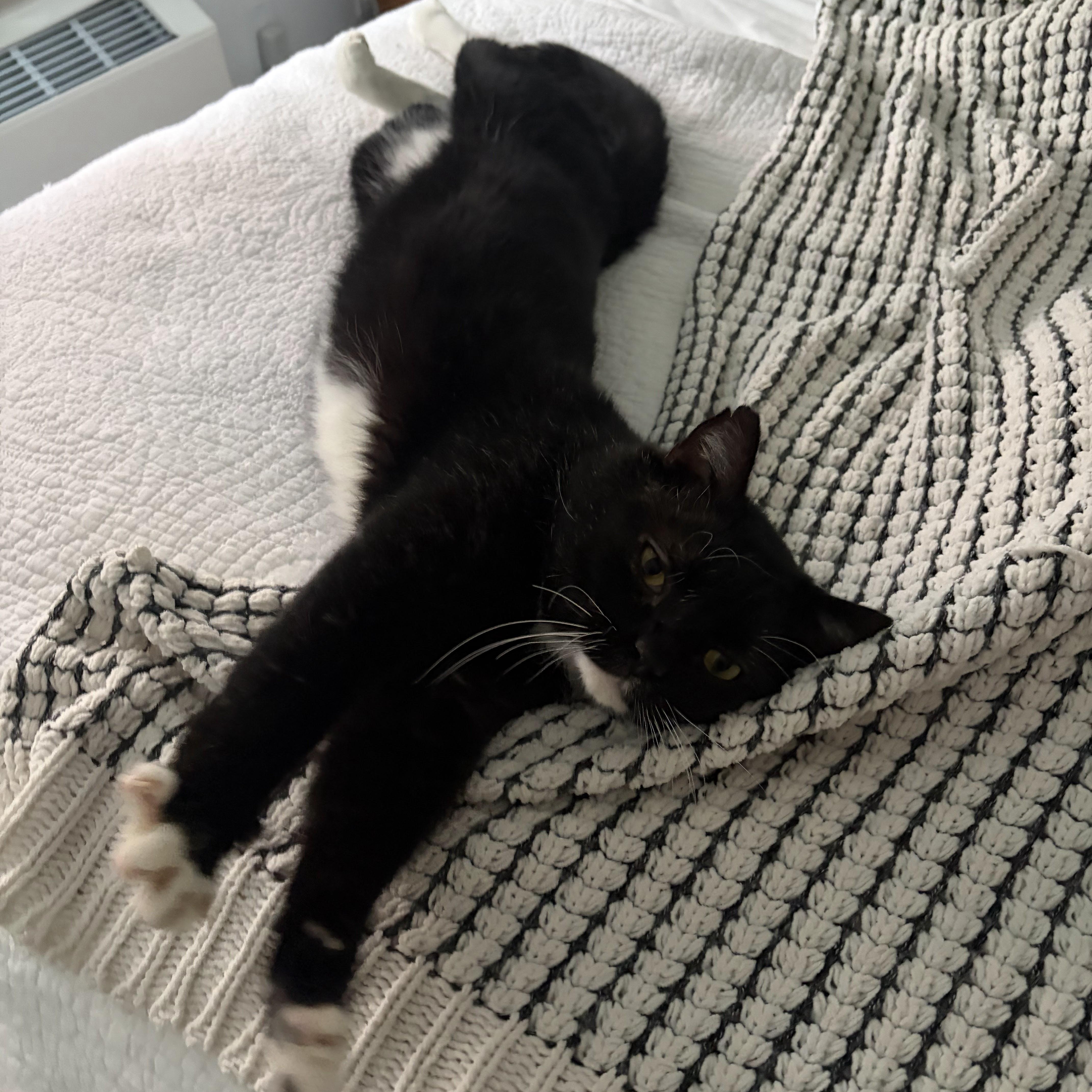 Enlarge Cheeko Suave, an adopted American Shorthair in brooklyn, NY image 5/5