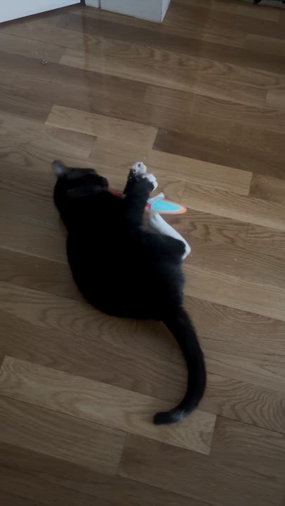 Enlarge Cheeko Suave, an adopted American Shorthair in brooklyn, NY video 2/5