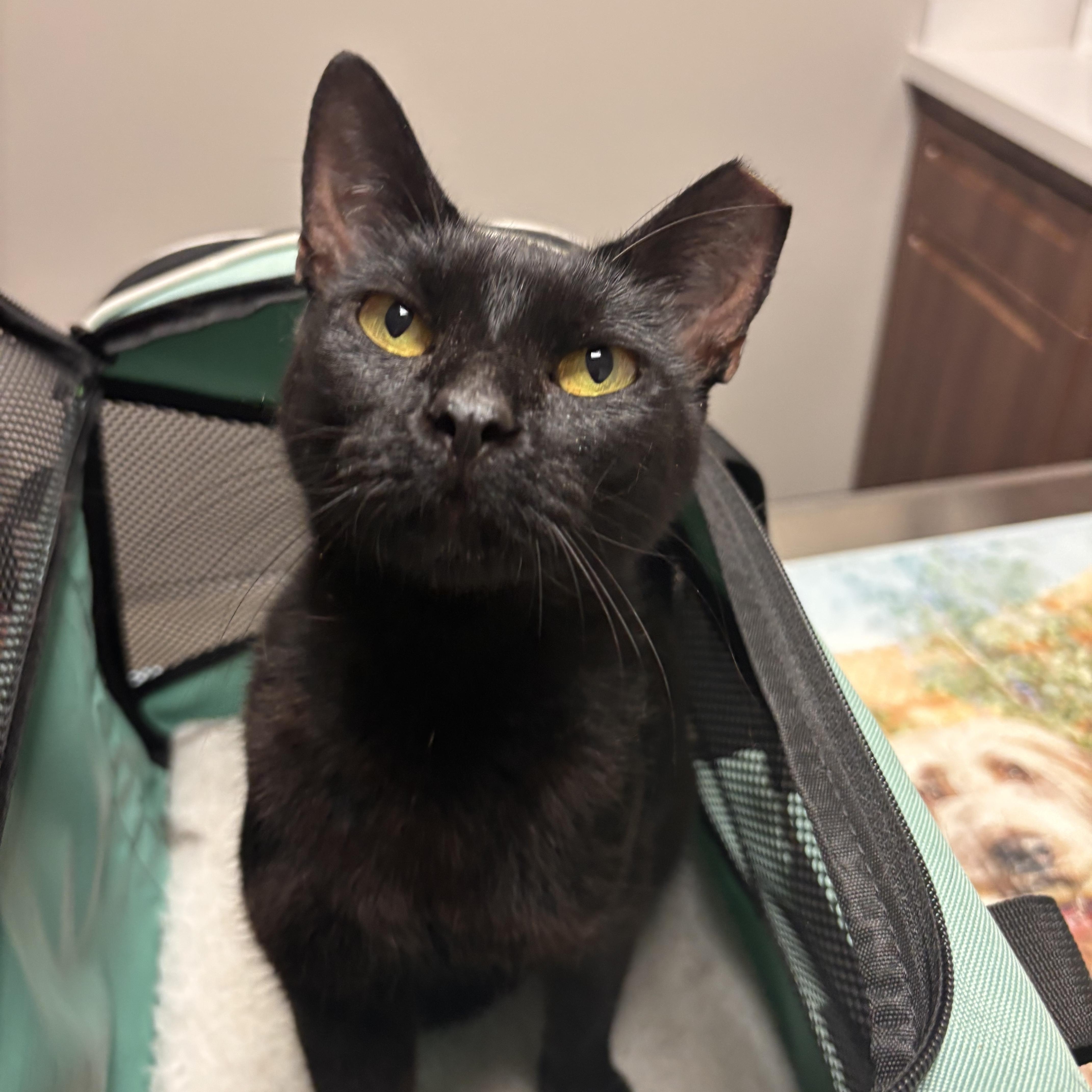 black jewel fiv positive, ADOPTABLE, Adult Female Domestic Short Hair.