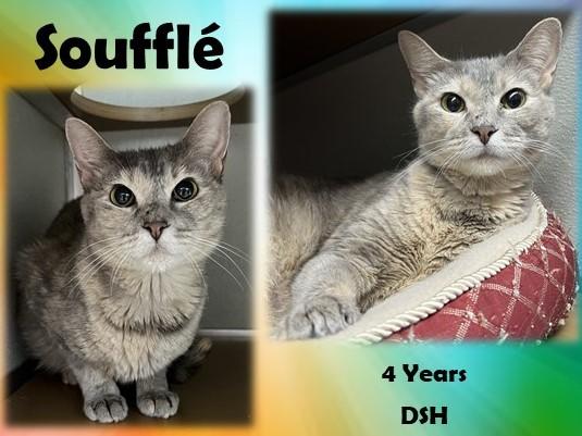 Soufflé , ADOPTABLE, Adult Female Domestic Short Hair.
