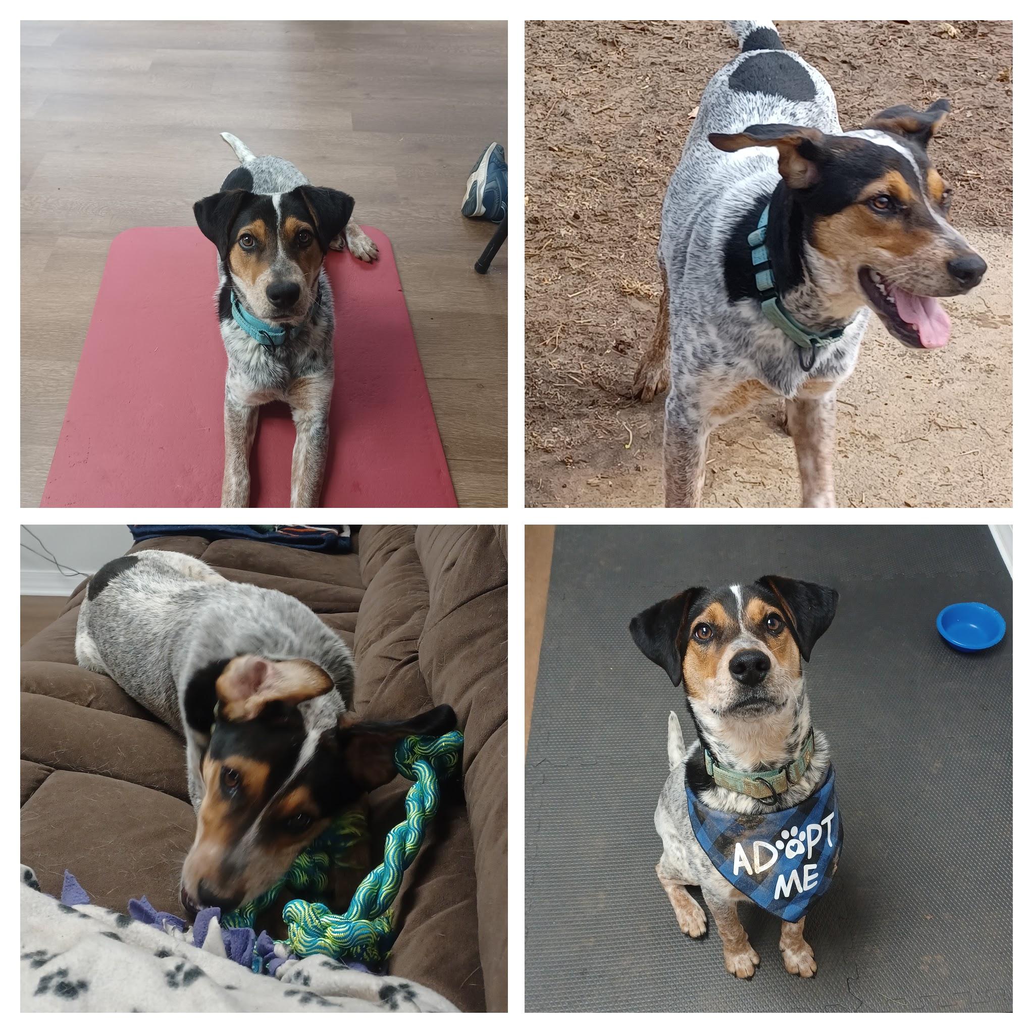 Enlarge Jansen, an adopted mixed breed in Orange, VA image 2/6