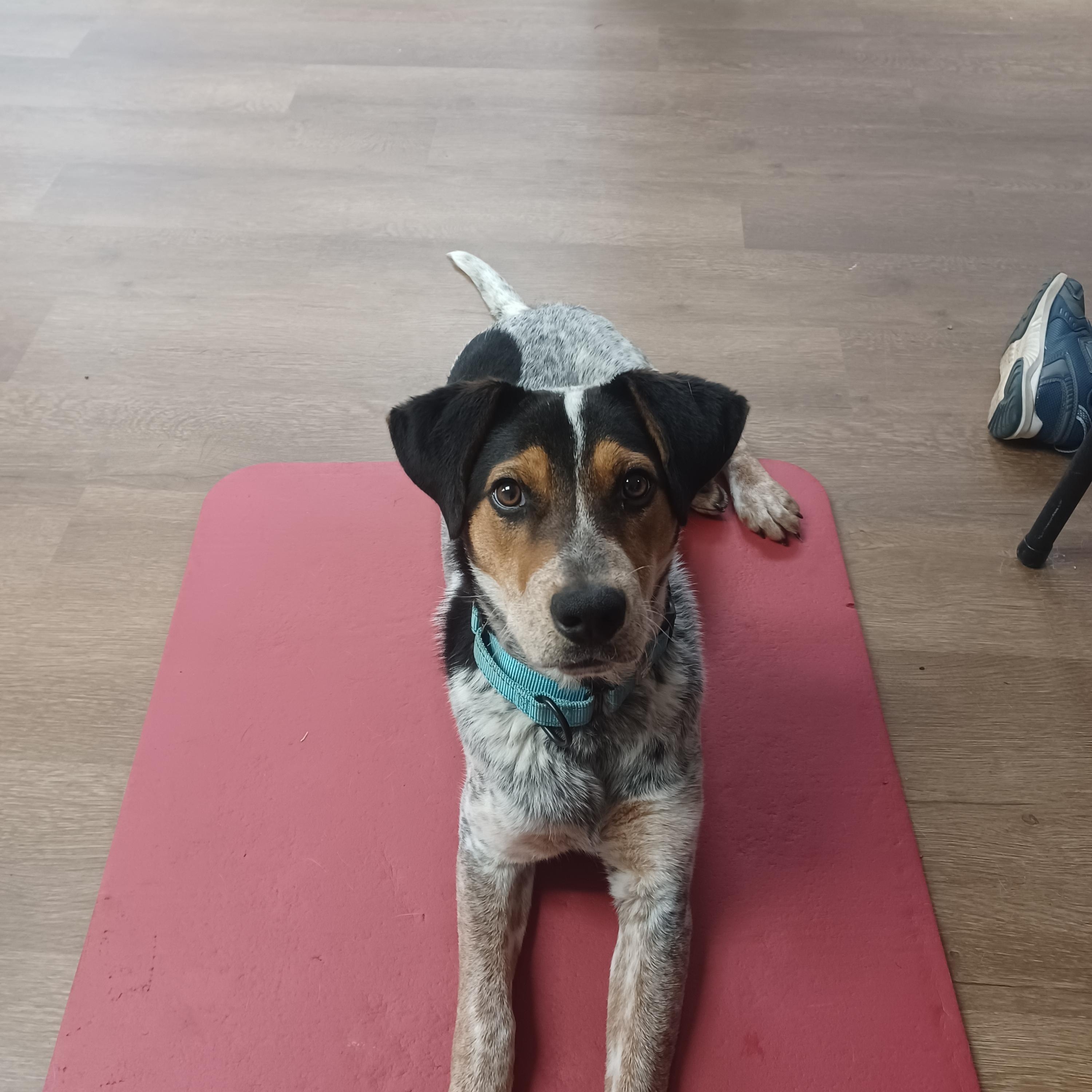 Enlarge Jansen, a ADOPTABLE mixed breed in Orange, VA image 1/6