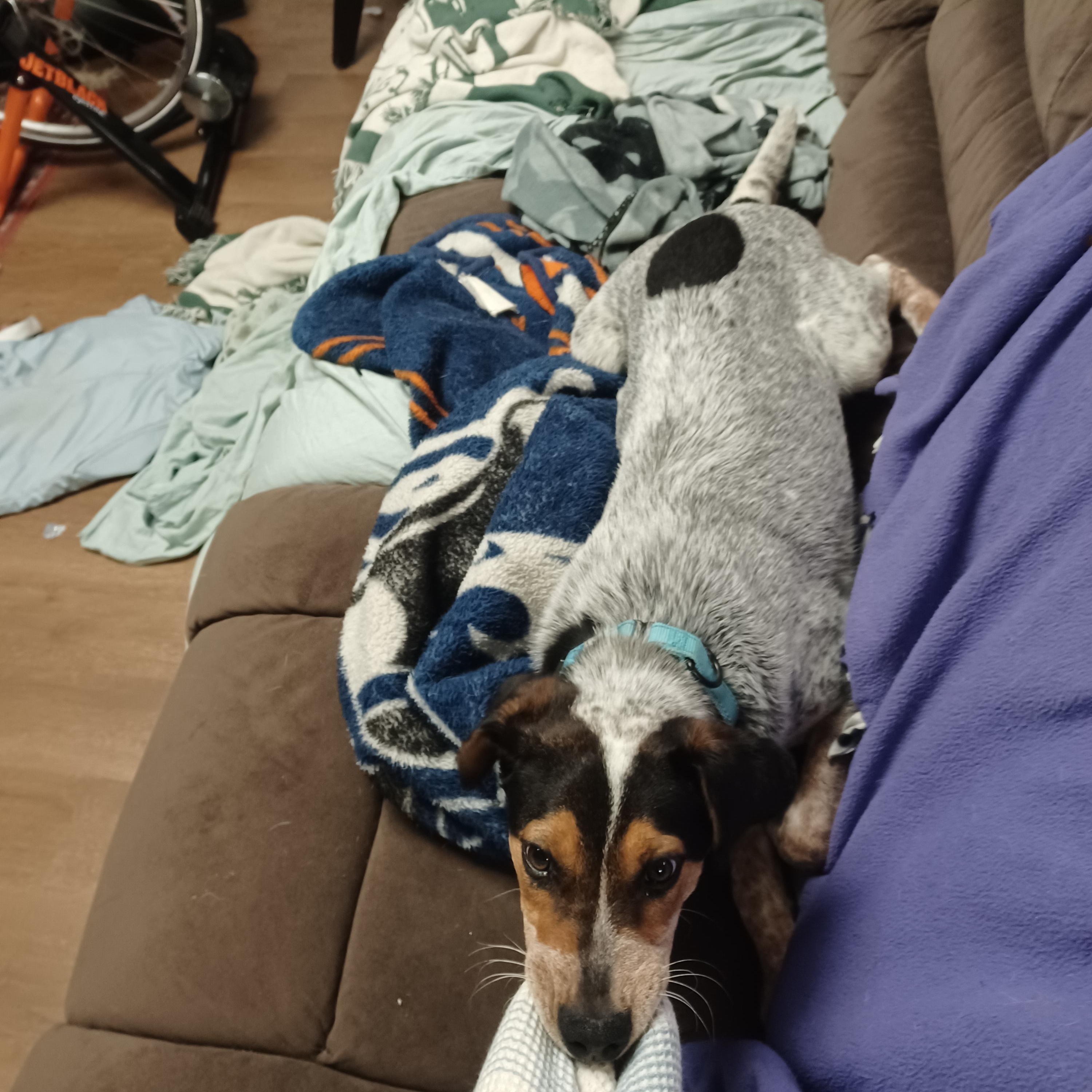 Enlarge Jansen, a ADOPTABLE mixed breed in Orange, VA image 4/6