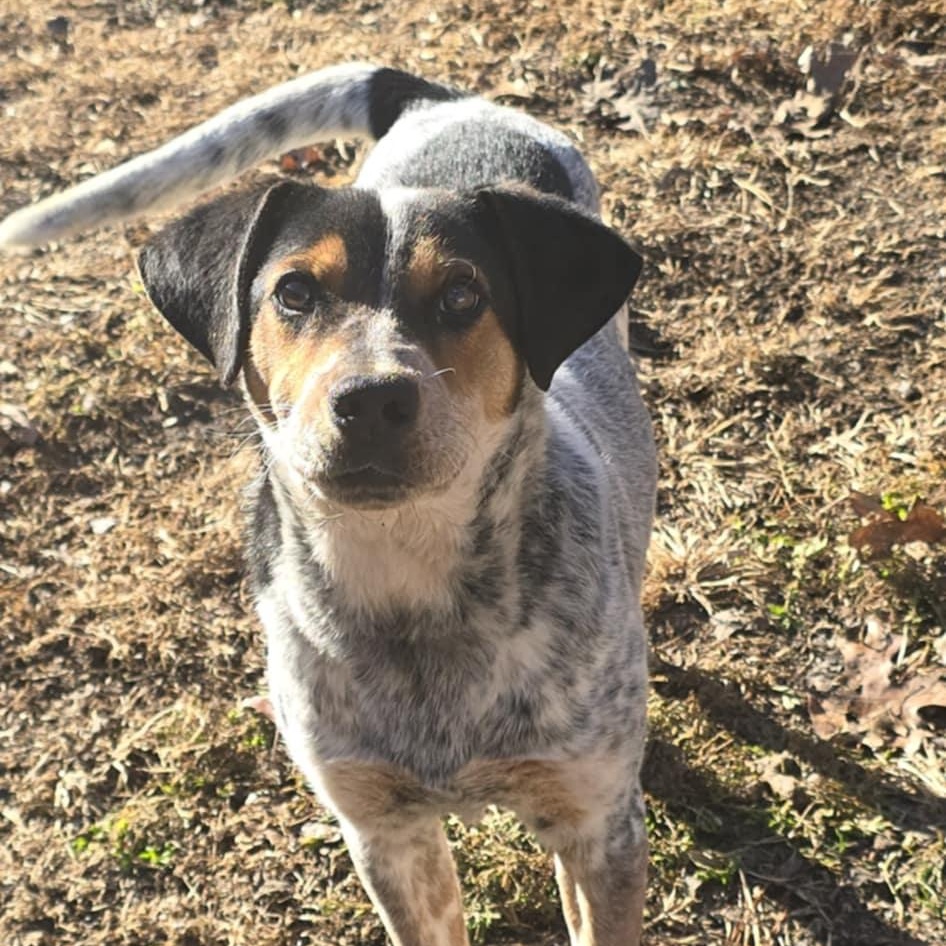 Enlarge Jansen, a ADOPTABLE mixed breed in Orange, VA image 2/6