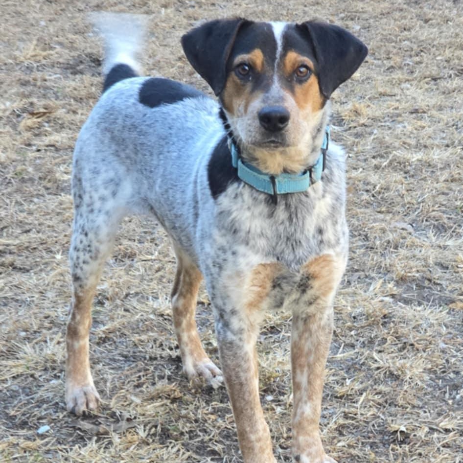 Enlarge Jansen, a ADOPTABLE mixed breed in Orange, VA image 6/6