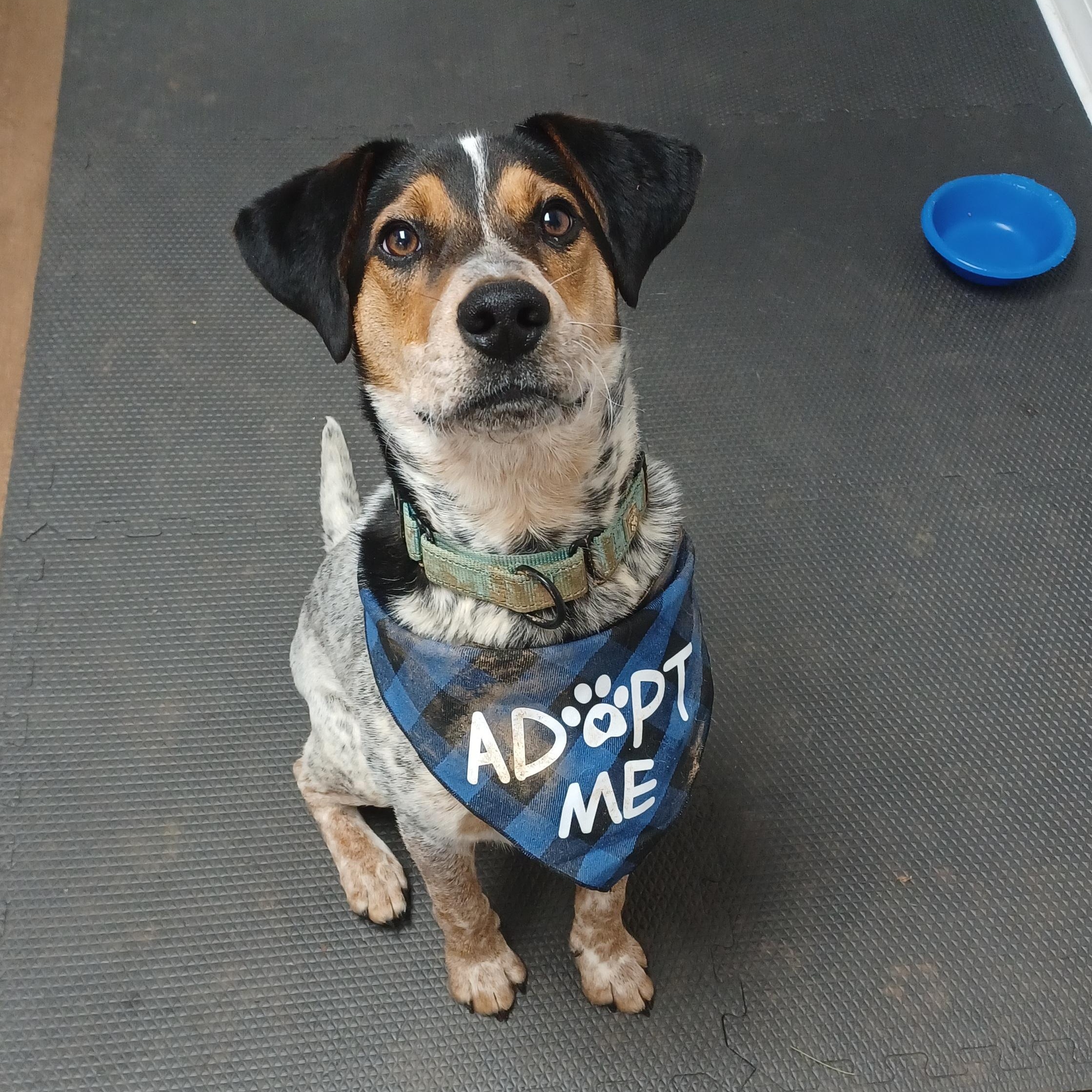 Enlarge Jansen, an adopted mixed breed in Orange, VA image 1/6