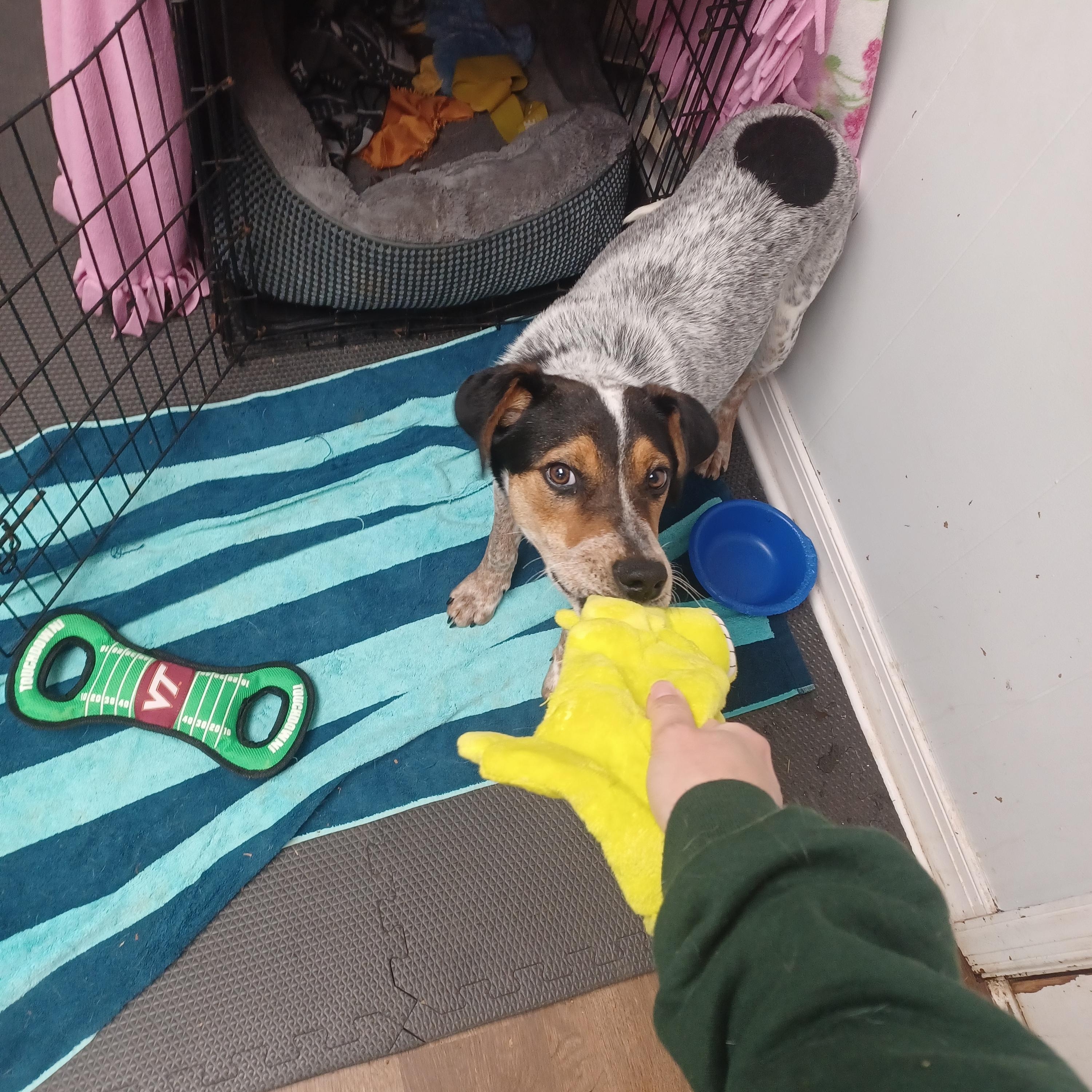 Enlarge Jansen, a ADOPTABLE mixed breed in Orange, VA image 3/6