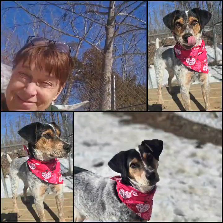 Enlarge Jansen, an adopted mixed breed in Orange, VA video 3/6