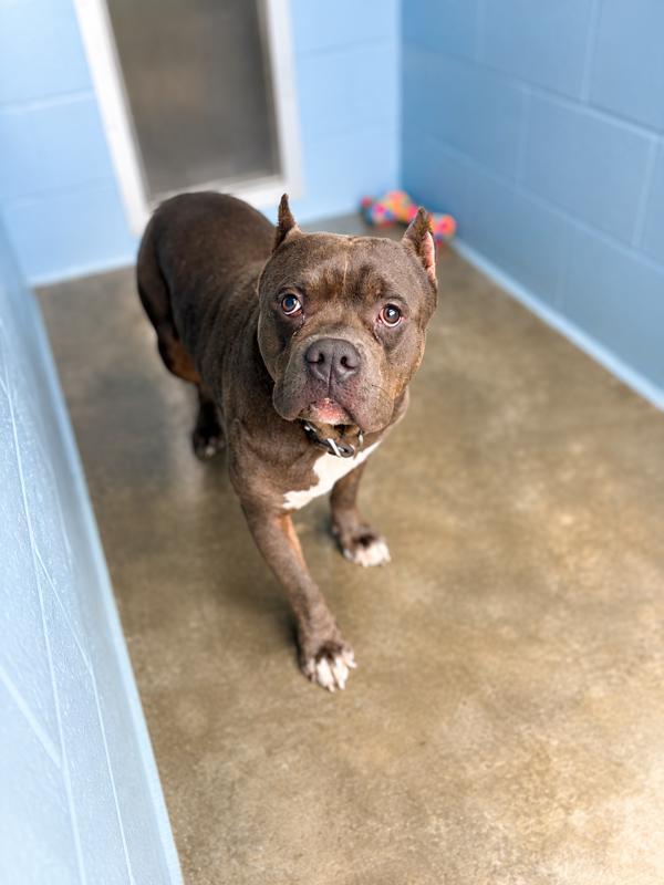 Enlarge Theo, a Adoptable mixed breed in Lafayette, LA image 1/1