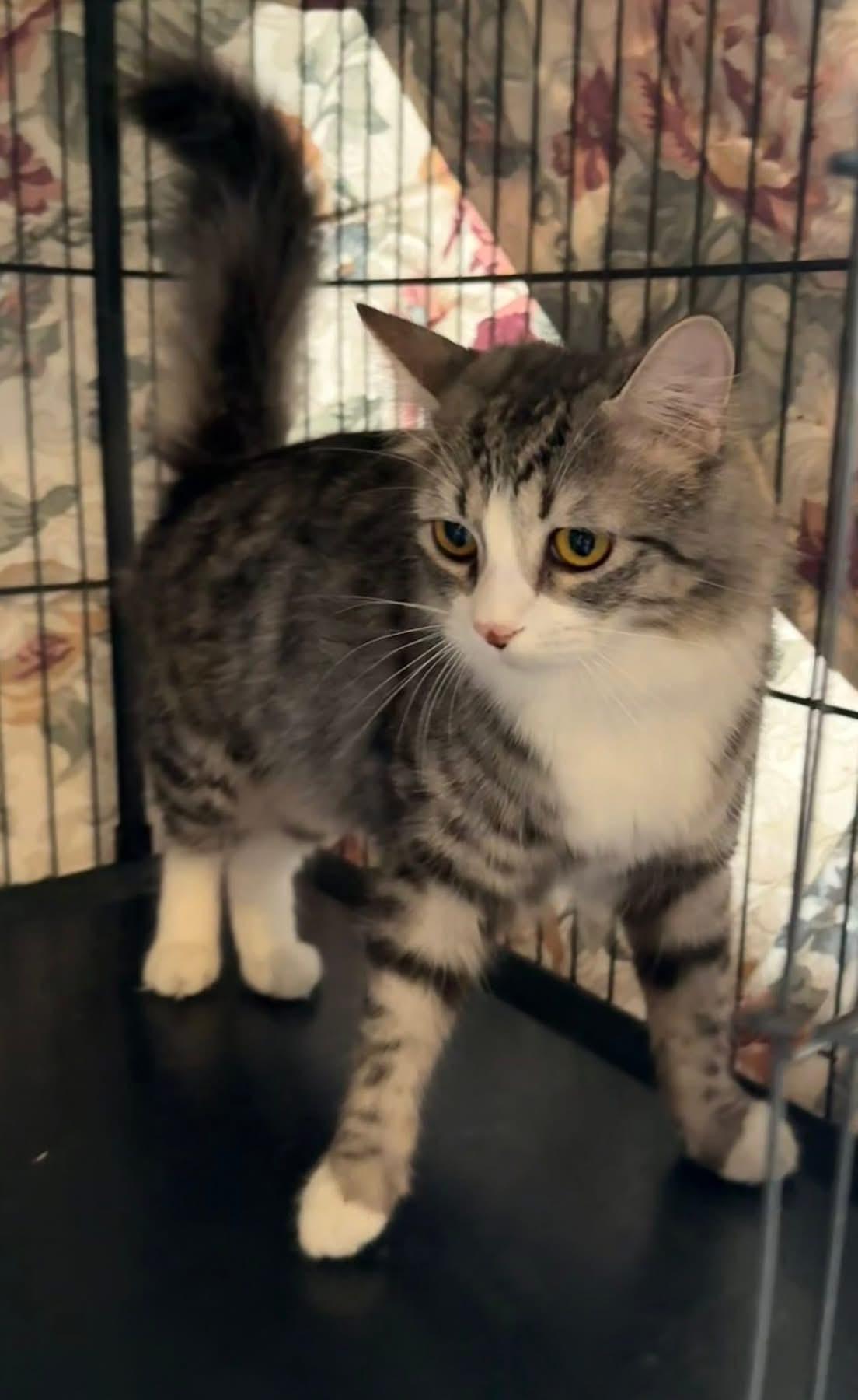 Enlarge Tacari Med Haired, a Adoptable mixed breed in Jackson, GA image 1/4