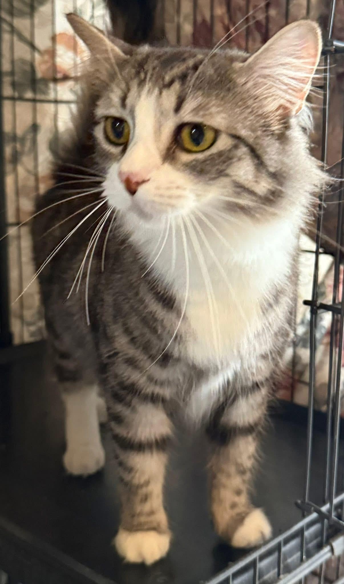 Enlarge Tacari Med Haired, a Adoptable mixed breed in Jackson, GA image 2/4