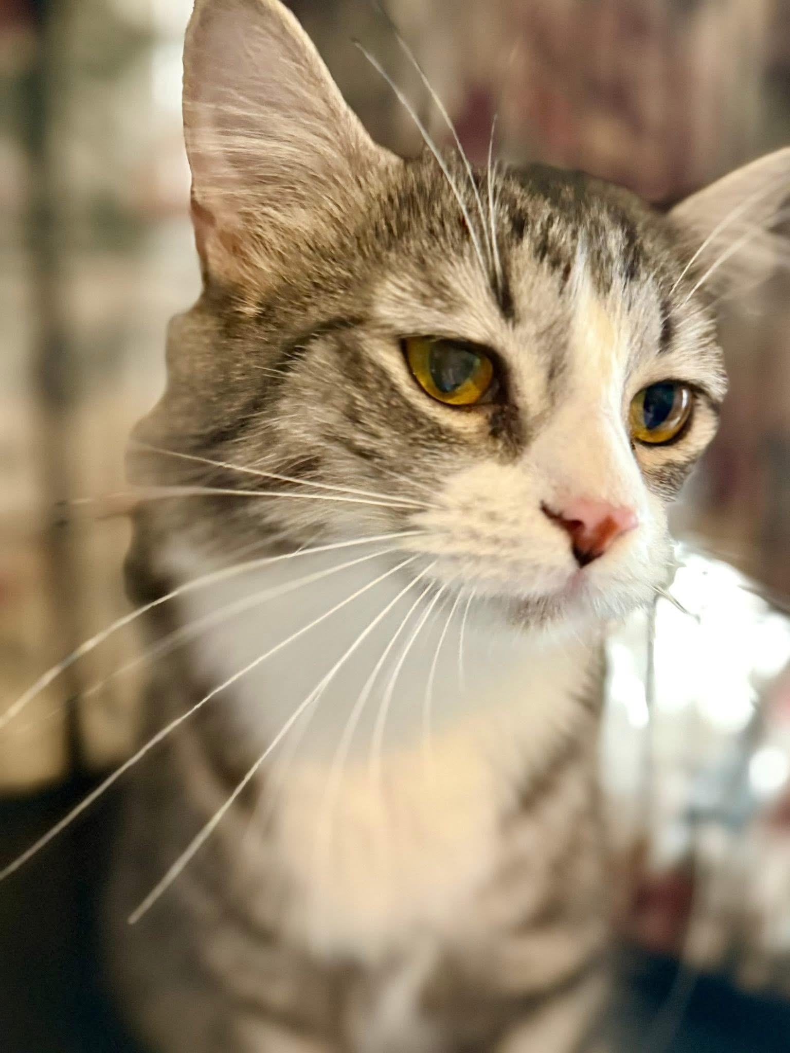 Enlarge Tacari Med Haired, a Adoptable mixed breed in Jackson, GA image 3/4