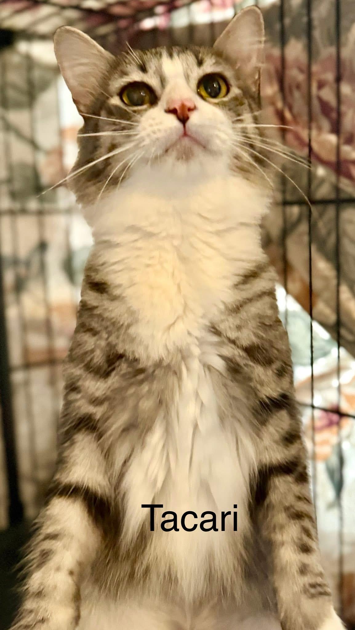 Enlarge Tacari Med Haired, a Adoptable mixed breed in Jackson, GA image 4/4