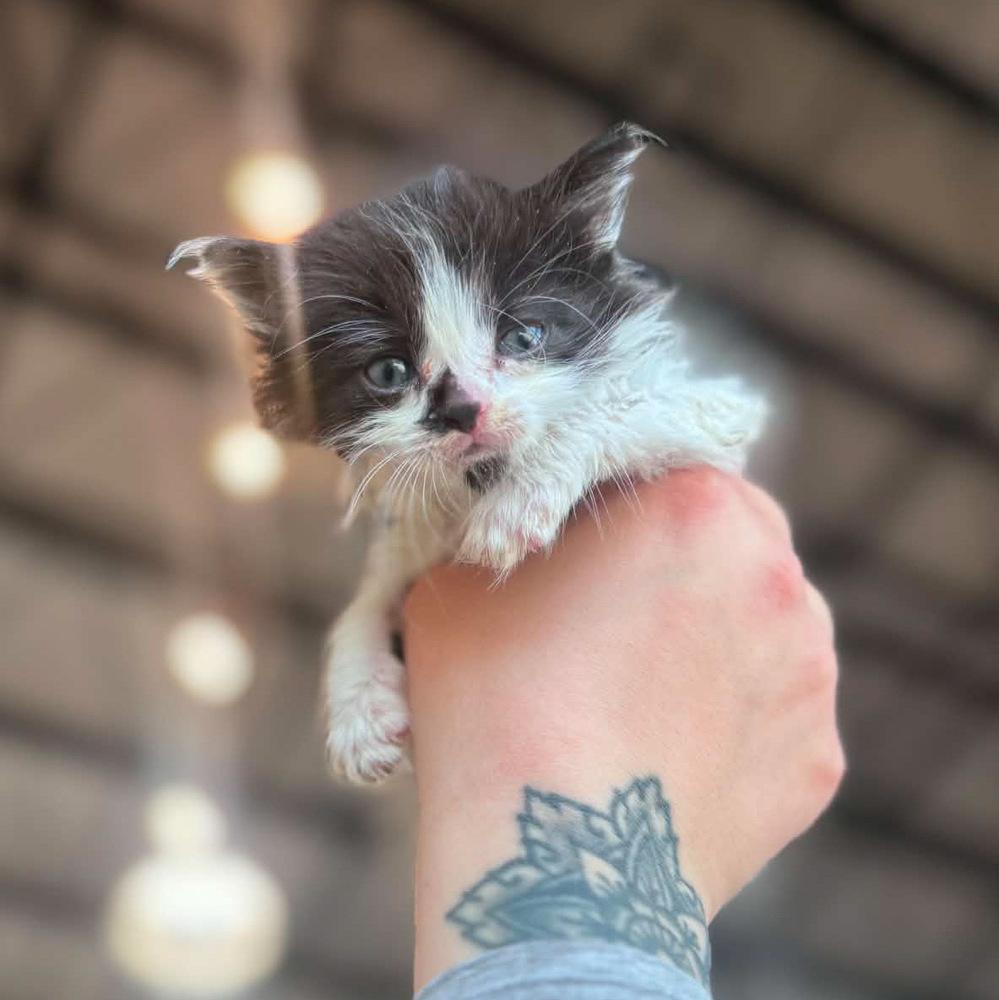 Meatball, Adoptable, Kitten Male Domestic Long Hair.