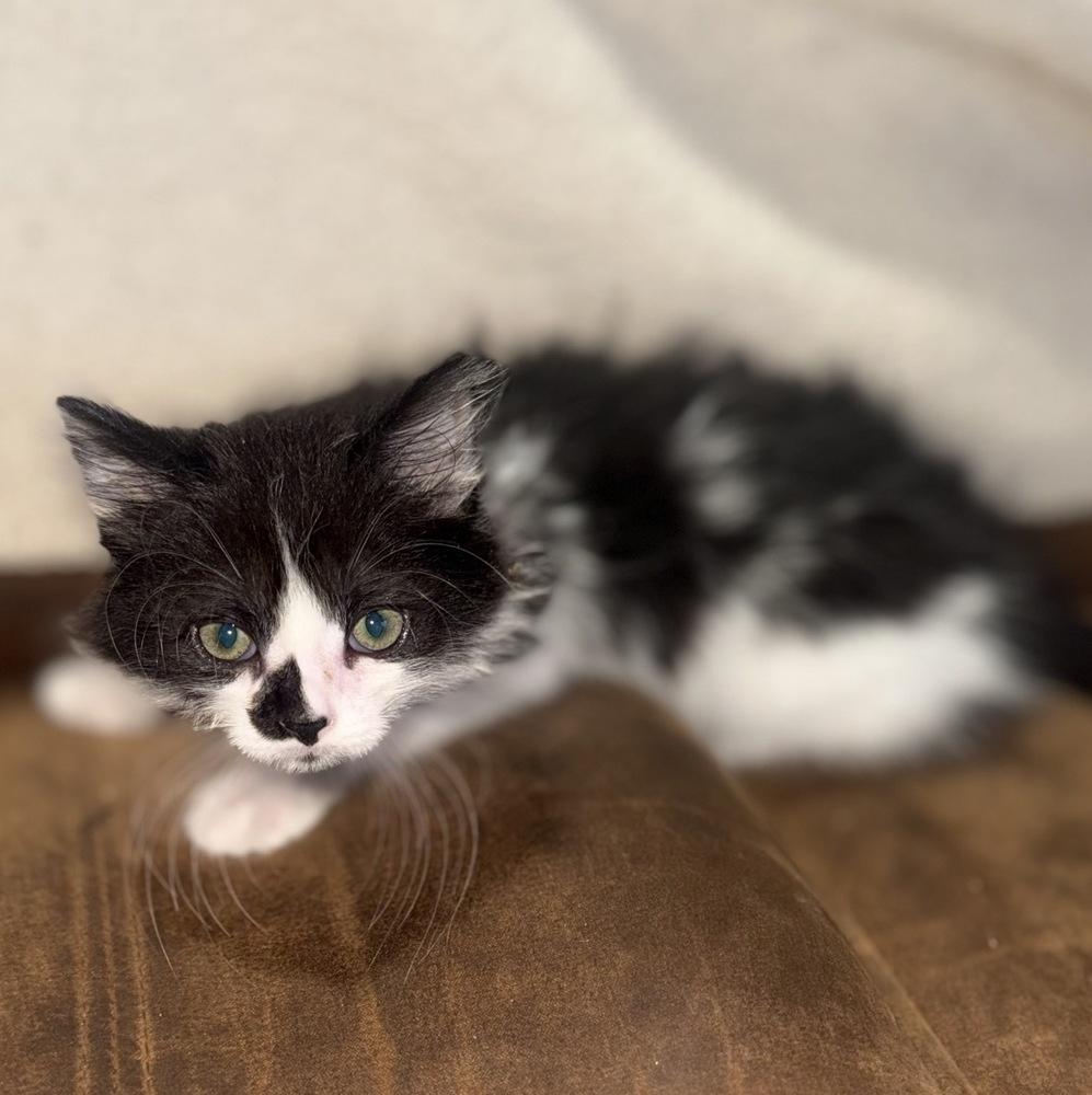 Meatball, a Adoptable mixed breed in Spokane , WA image 2/3