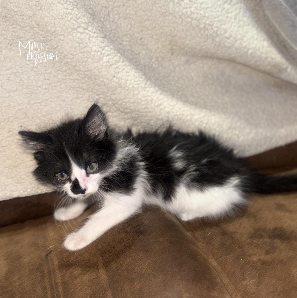 Meatball, a Adoptable mixed breed in Spokane , WA image 3/3