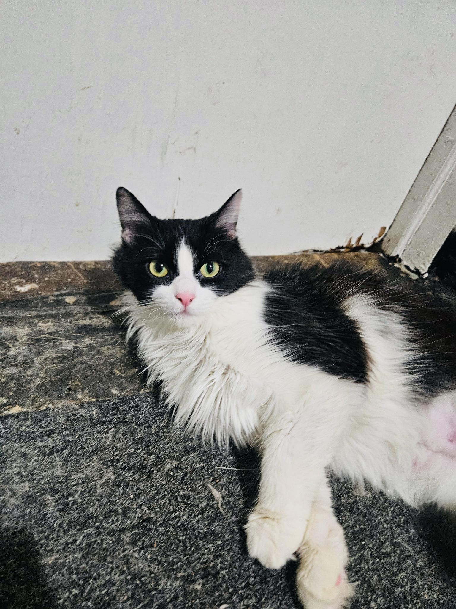 Enlarge Chili, a ADOPTABLE Domestic Medium Hair in Chicago, IL image 2/3