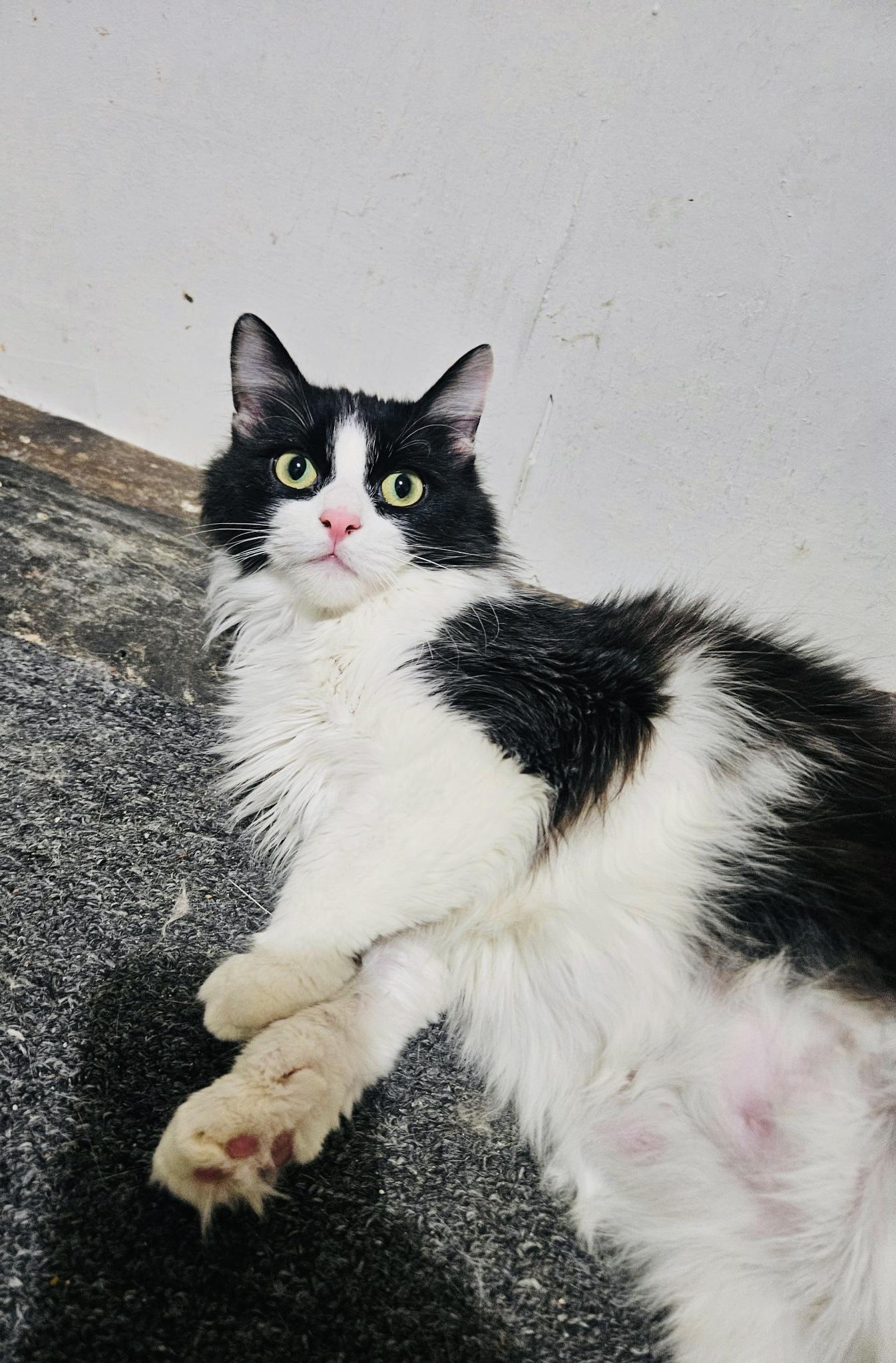 Enlarge Chili, a ADOPTABLE Domestic Medium Hair in Chicago, IL image 3/3