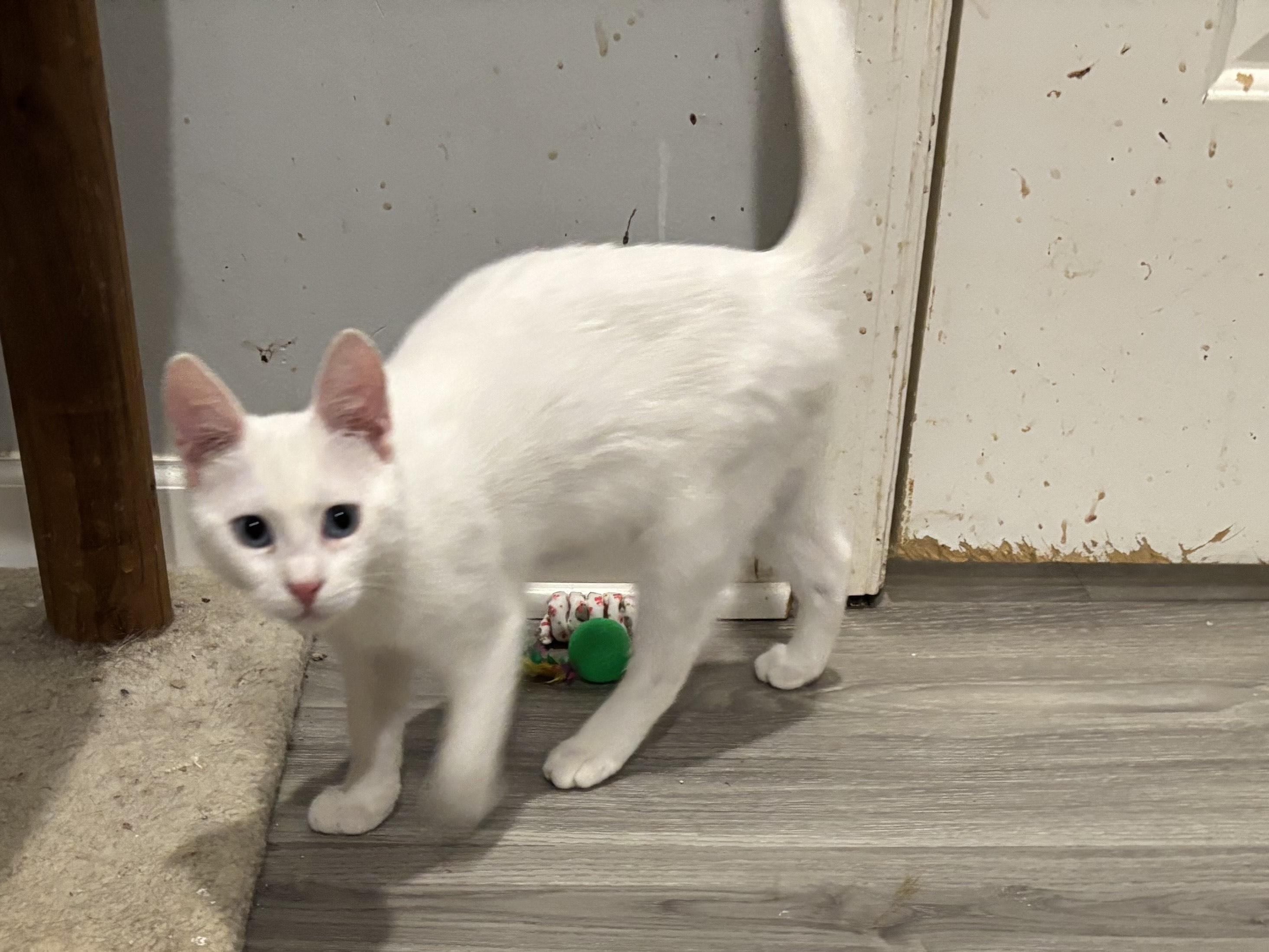 Enlarge Soda (kitten with blue eyes), a ADOPTABLE Domestic Short Hair in Fairfax, VA image 1/3
