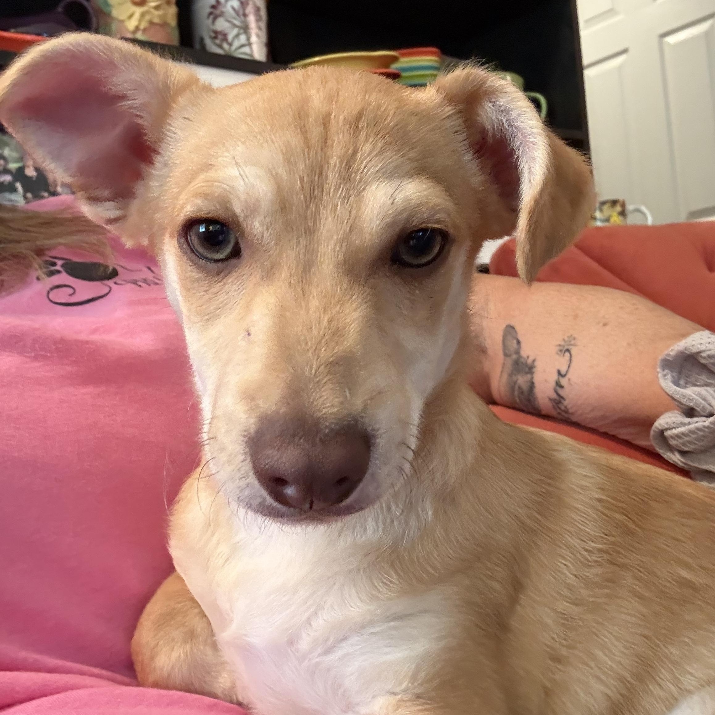 Enlarge Jasper, a ADOPTABLE mixed breed in citrus heights, CA image 2/3