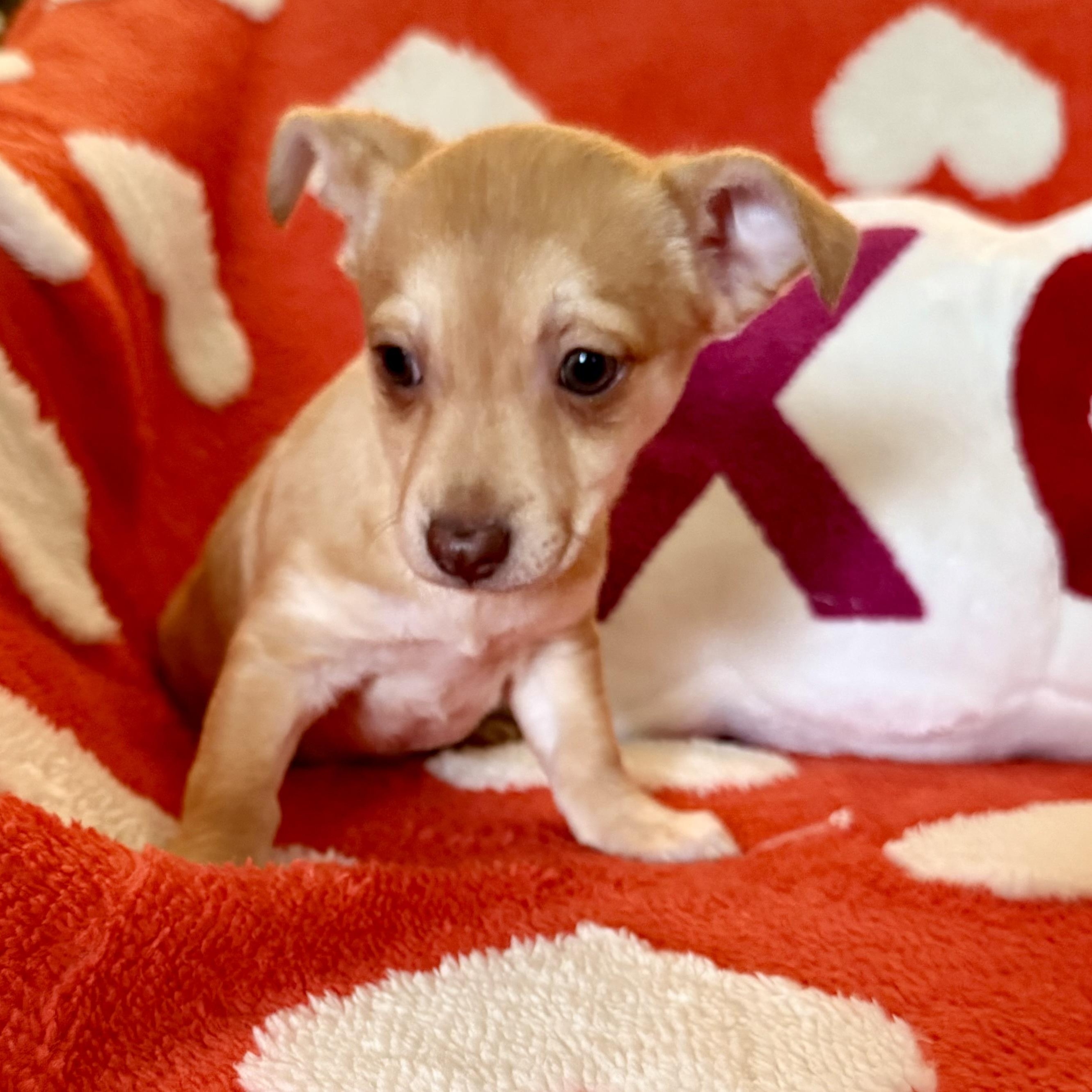 Jasper, a ADOPTABLE mixed breed in citrus heights, CA image 1/4