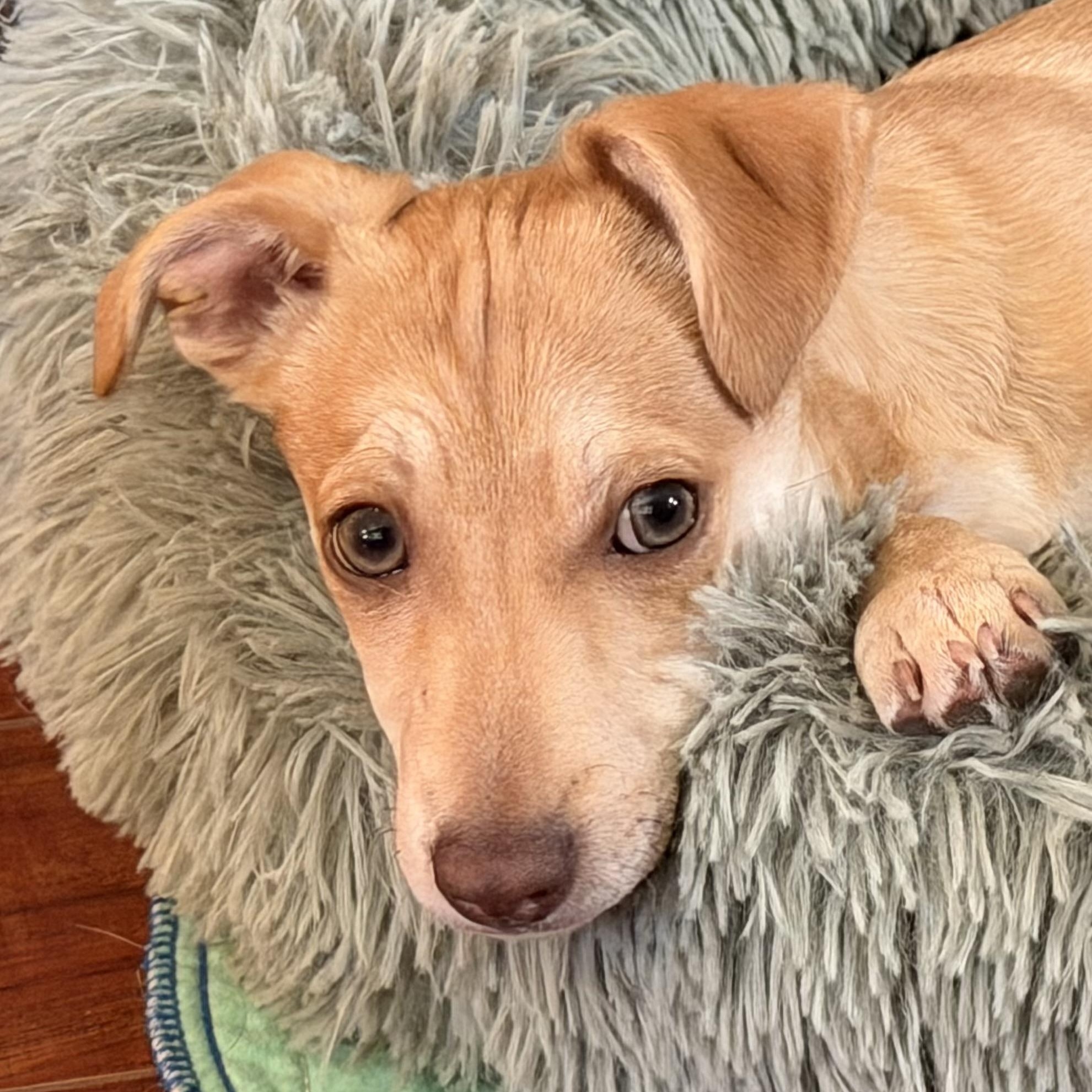 Enlarge Jasper, a ADOPTABLE mixed breed in citrus heights, CA image 3/3