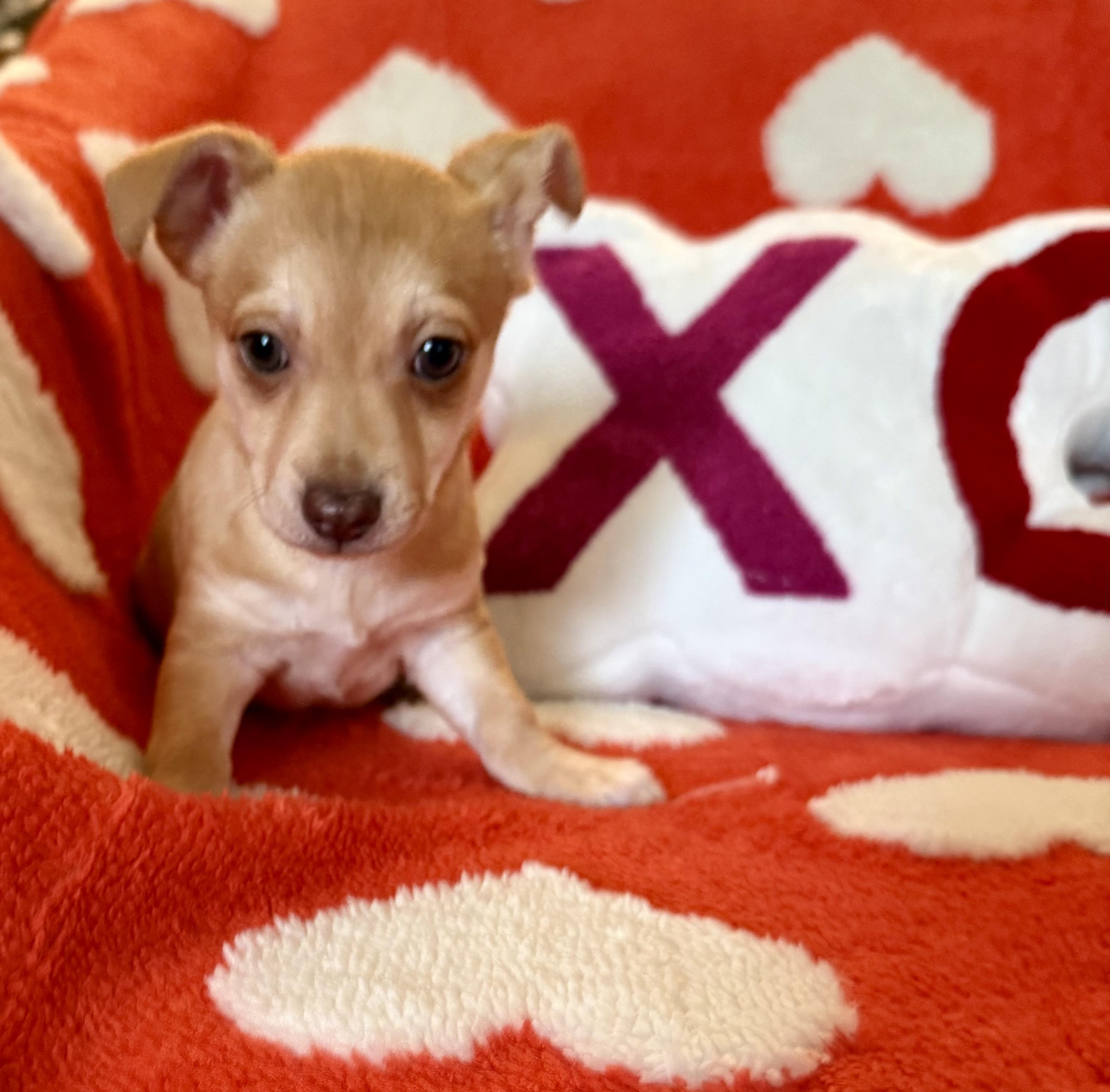 Jasper, a ADOPTABLE mixed breed in citrus heights, CA image 2/4
