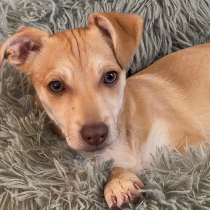 Jasper, ADOPTABLE, Puppy Male Chihuahua & Terrier.