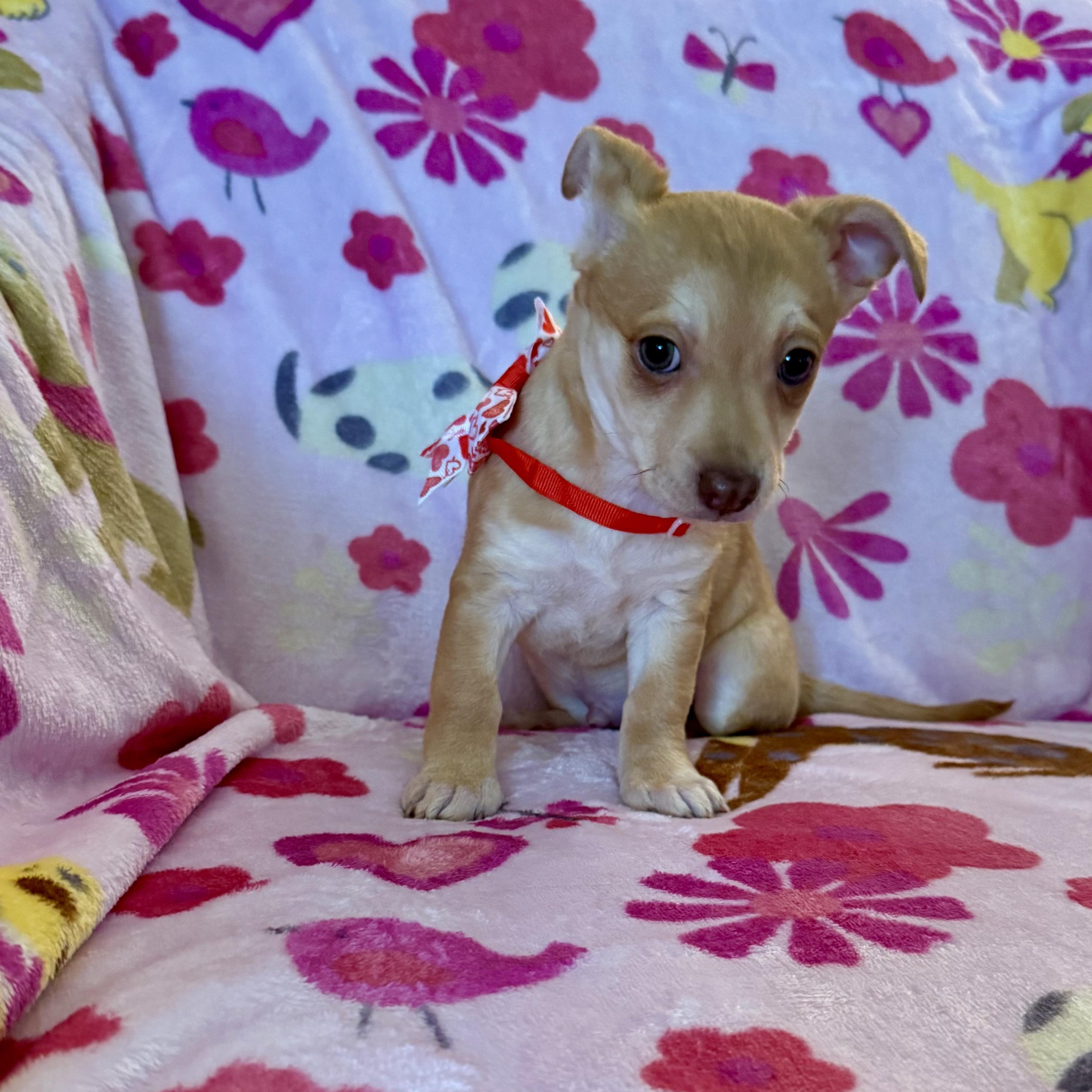 Jasper, a ADOPTABLE mixed breed in citrus heights, CA image 4/4