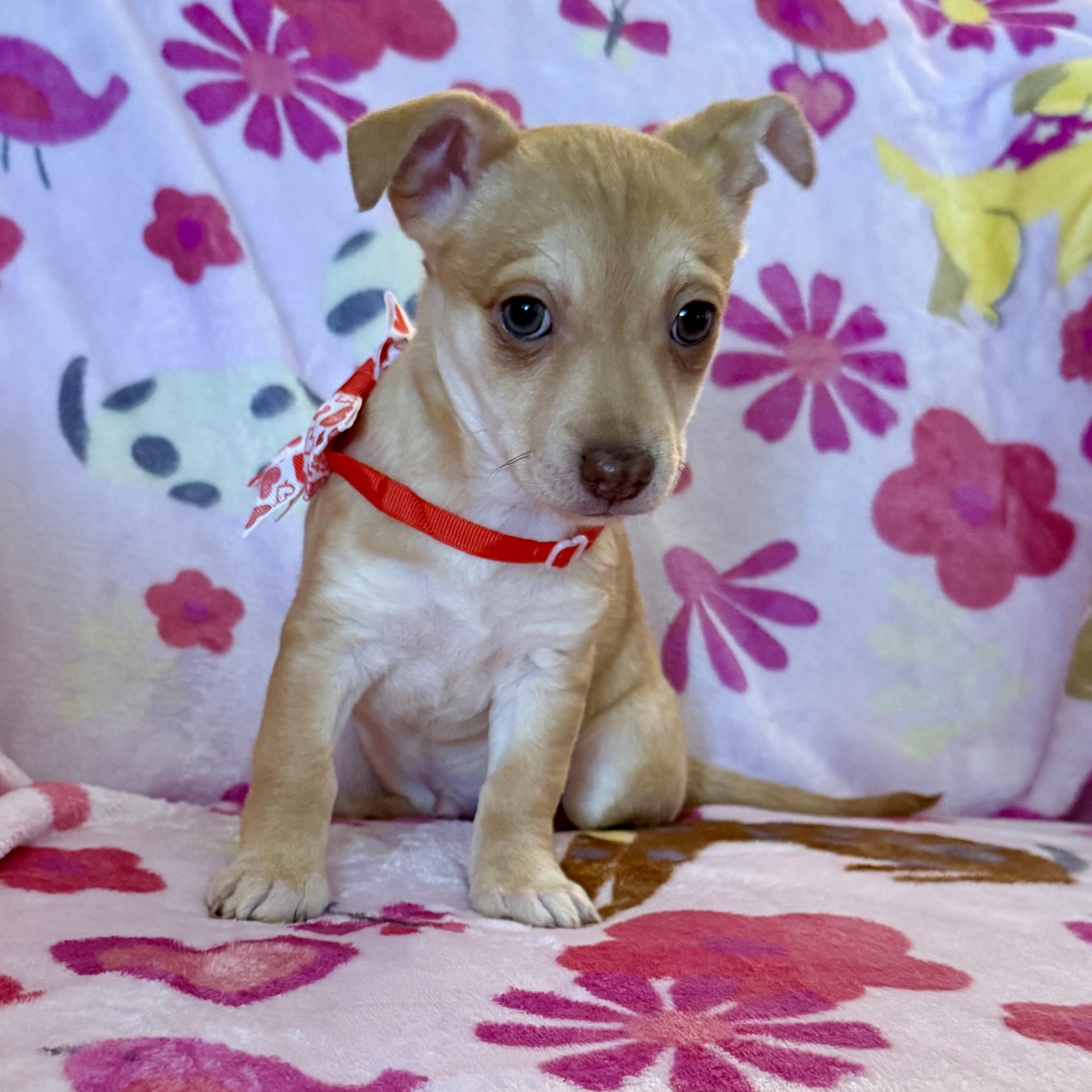 Jasper, a ADOPTABLE mixed breed in citrus heights, CA image 3/4