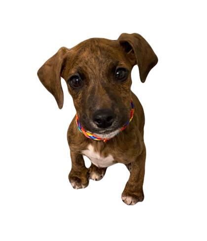 Enlarge Bugsy, a ADOPTABLE mixed breed in Red Bluff, CA image 1/1