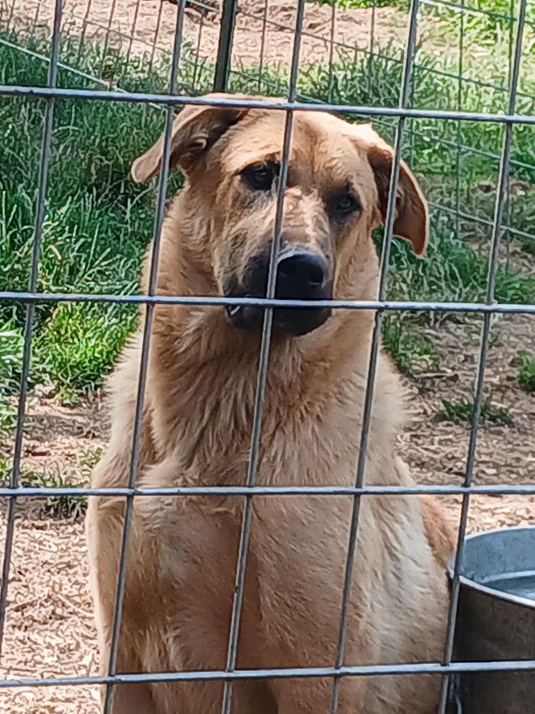 FENGEER, Adoptable, Young Male German Shepherd Dog & Chocolate Labrador Retriever.