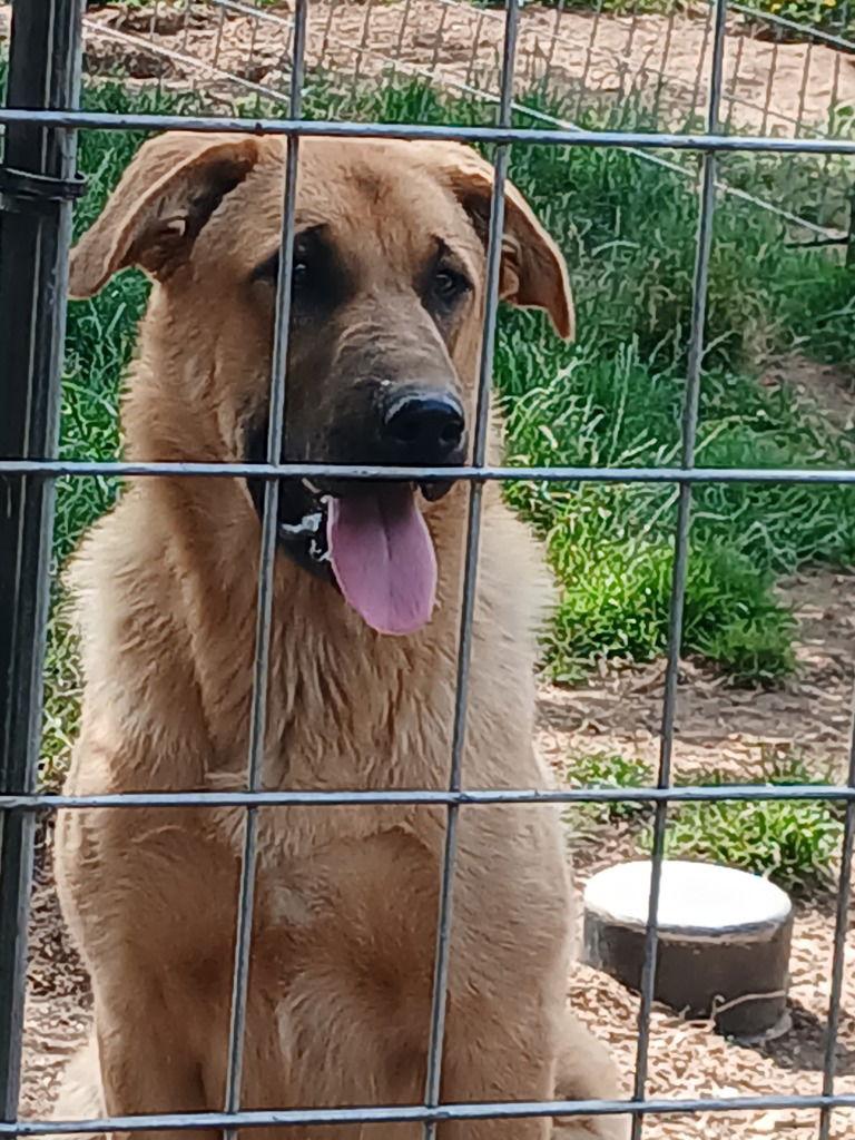 Enlarge FENGEER, a Adoptable mixed breed in Battle Ground, WA image 2/2