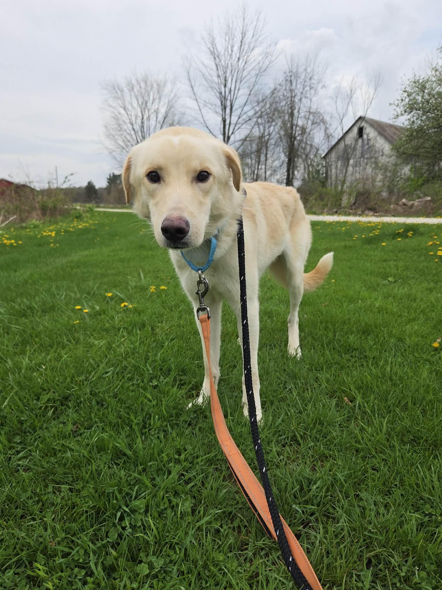 Petey-Not Accepting Applications Yet!, a ADOPTABLE mixed breed in Medina, OH image 3/5