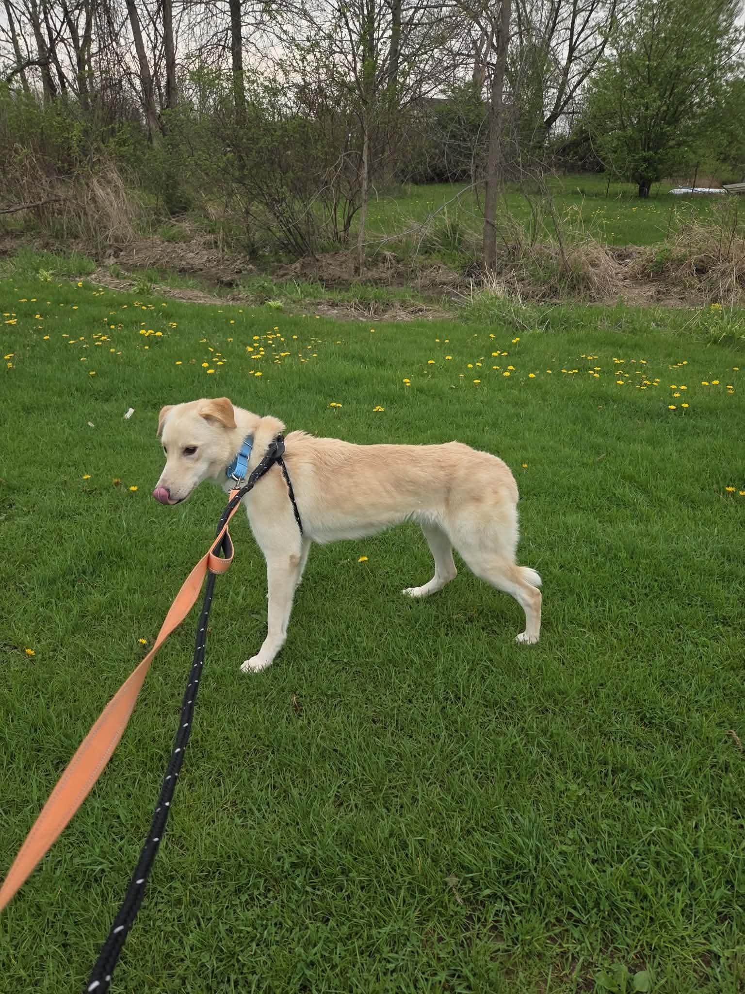 Petey-Not Accepting Applications Yet!, a ADOPTABLE mixed breed in Medina, OH image 5/5