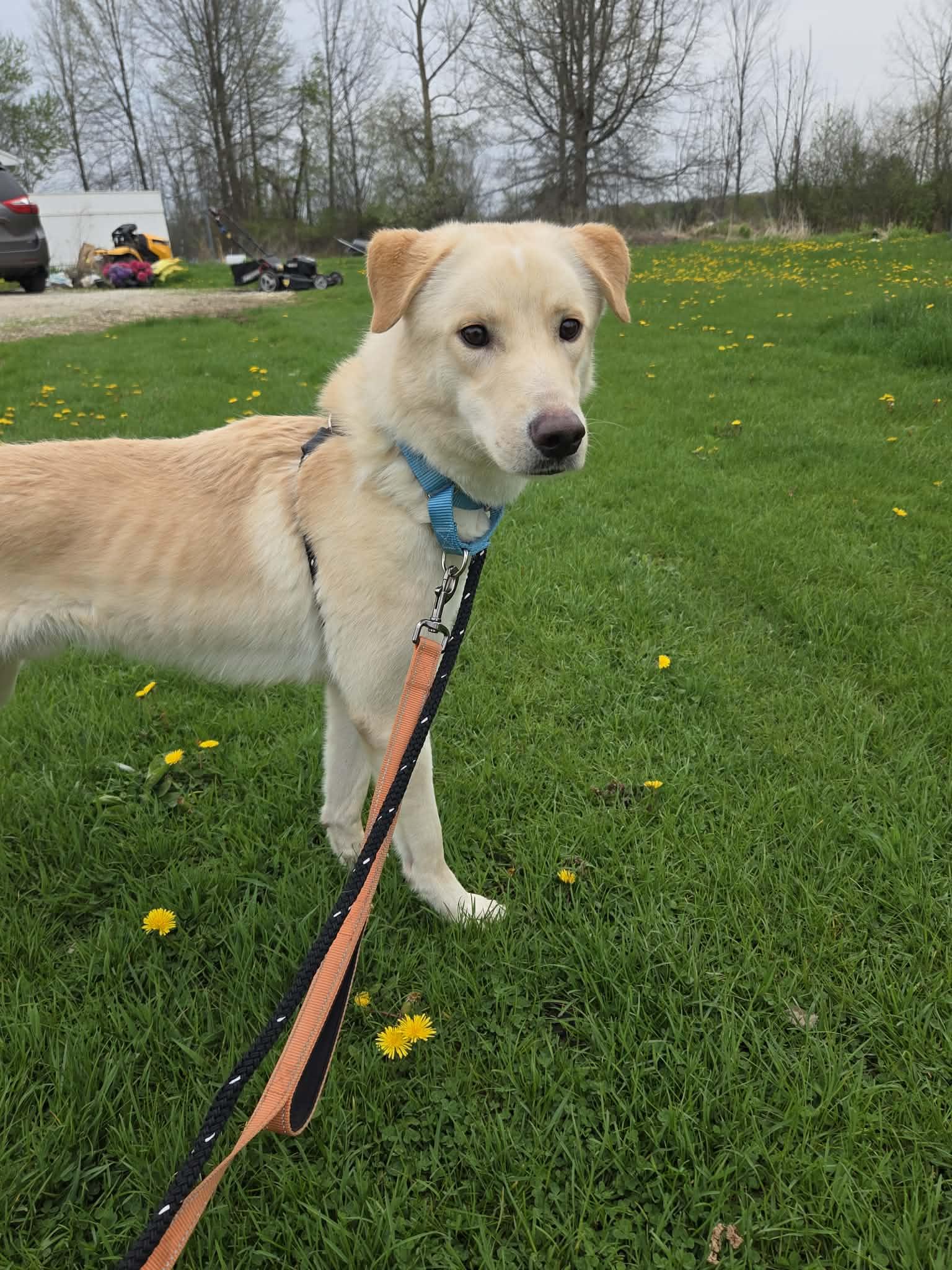 Petey-Not Accepting Applications Yet!, a ADOPTABLE mixed breed in Medina, OH image 1/5