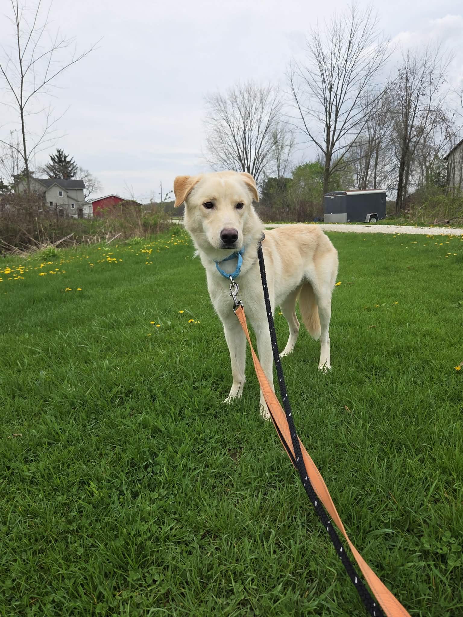 Petey-Not Accepting Applications Yet!, a ADOPTABLE mixed breed in Medina, OH image 4/5