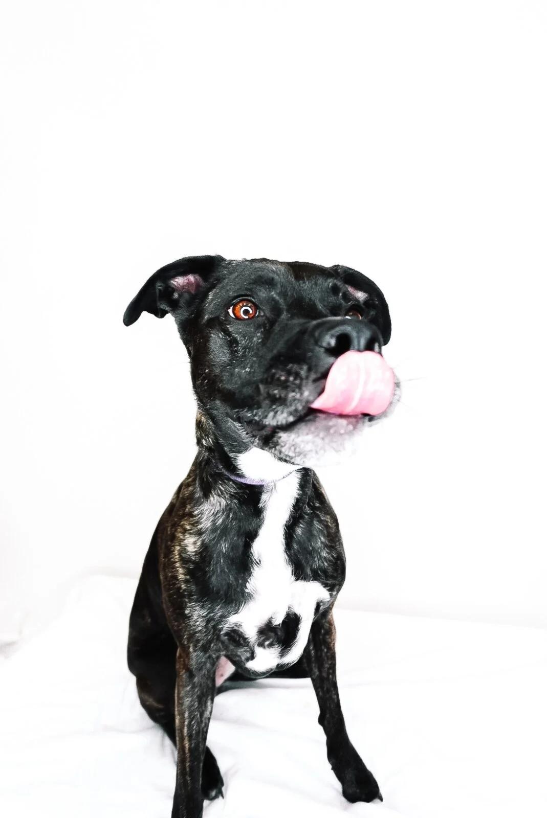 Sundae, a Adoptable mixed breed in Bixby, OK image 1/5