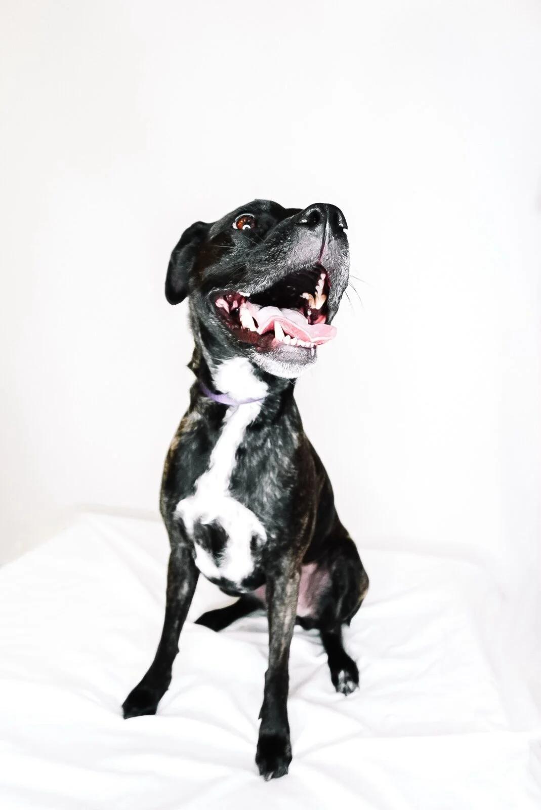 Sundae, a Adoptable mixed breed in Bixby, OK image 2/5