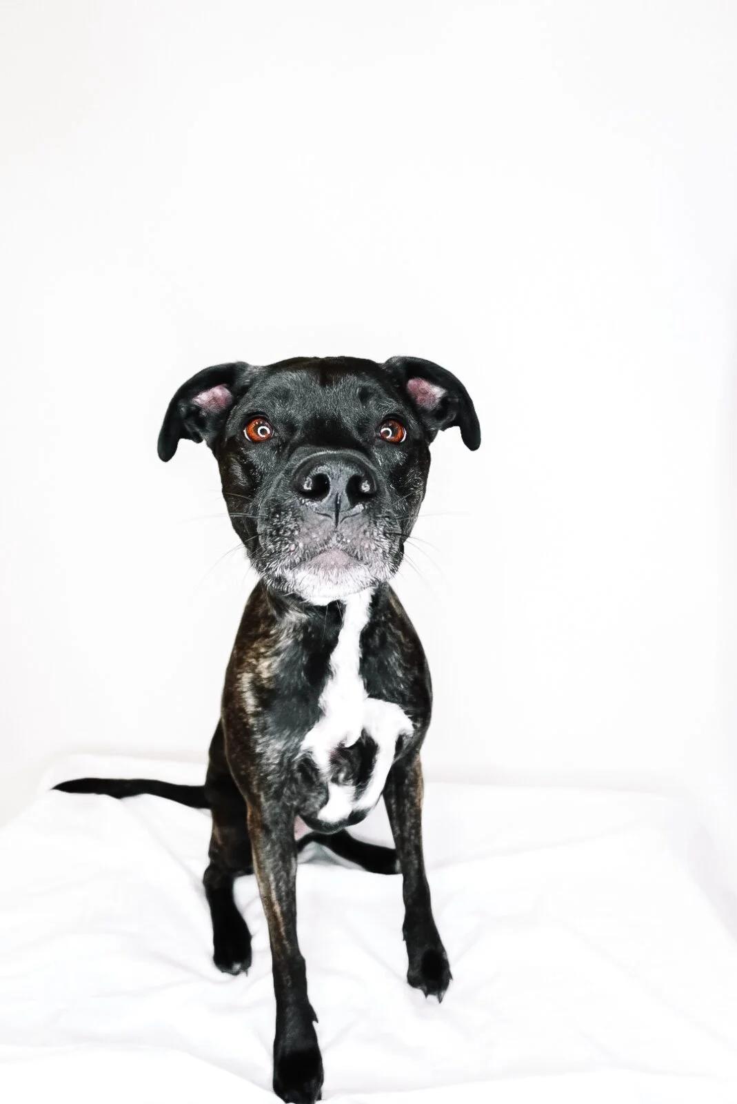 Sundae, a Adoptable mixed breed in Bixby, OK image 3/5
