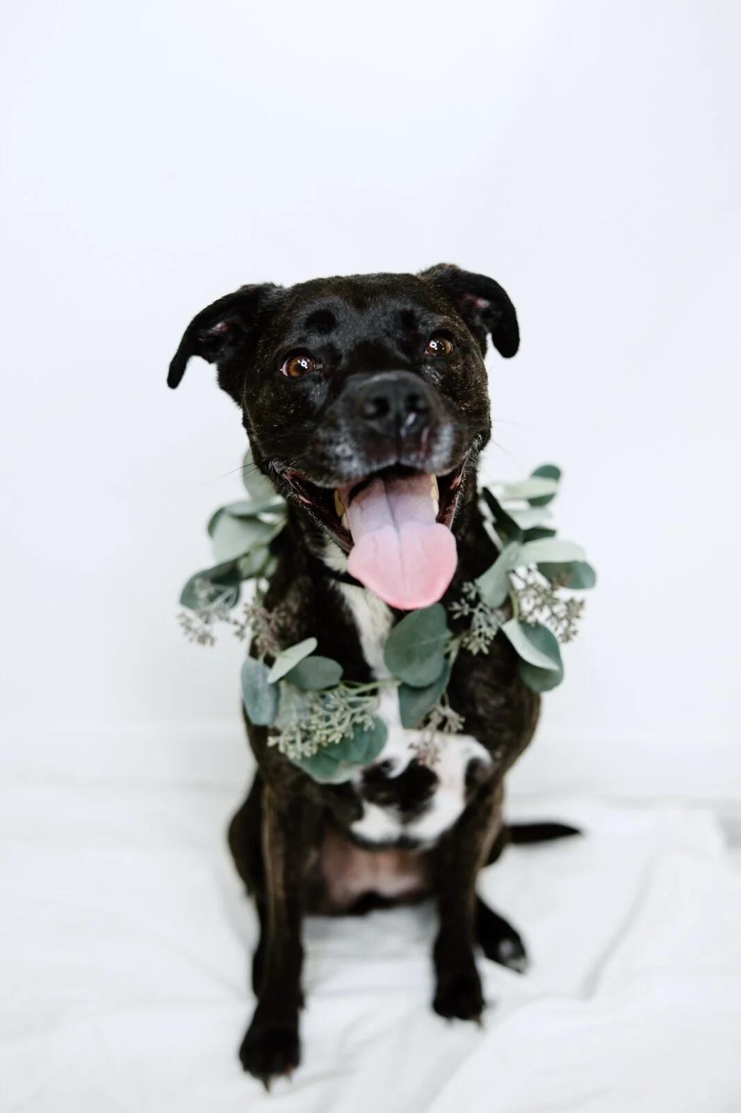 Enlarge Sundae, a Adoptable mixed breed in Bixby, OK image 3/5