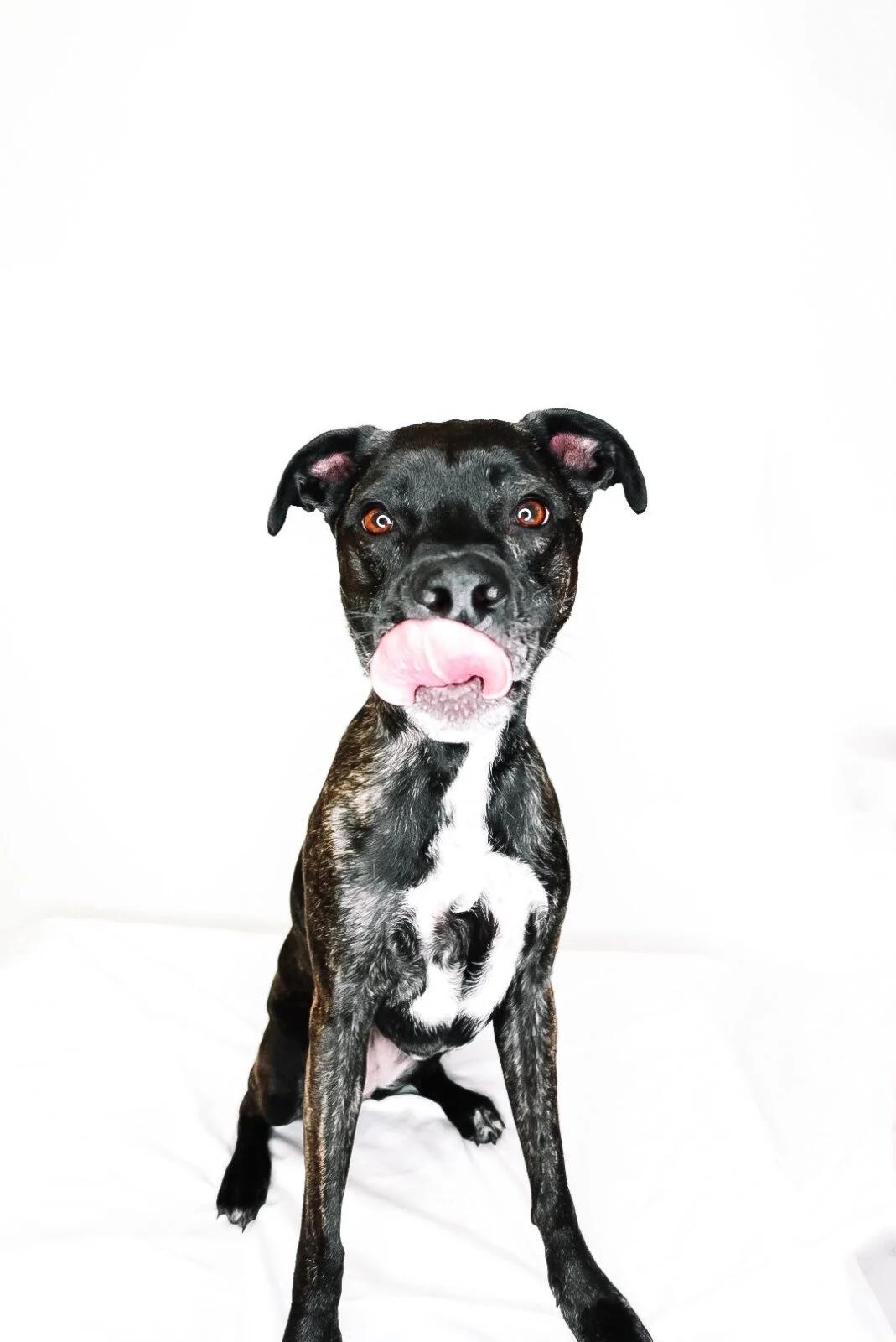 Sundae, a Adoptable mixed breed in Bixby, OK image 4/5