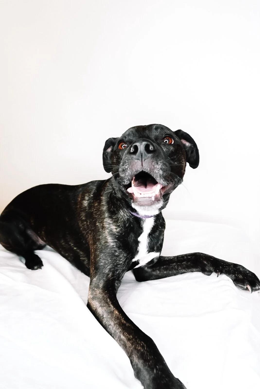 Enlarge Sundae, a Adoptable mixed breed in Bixby, OK image 2/5