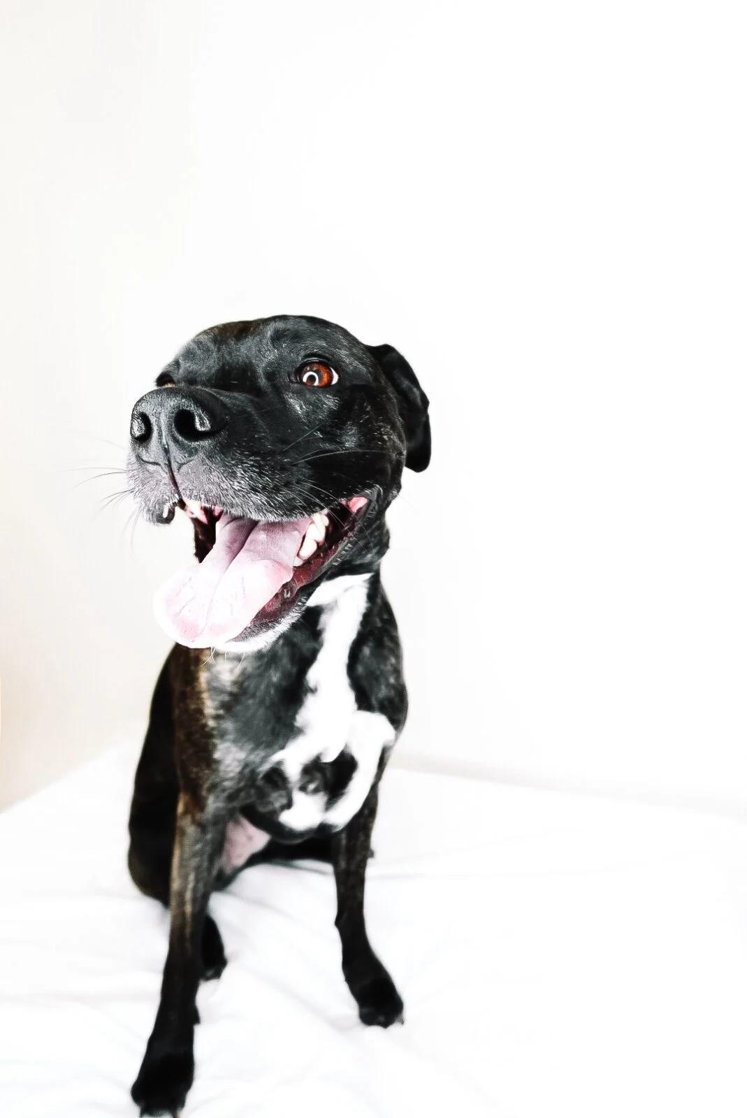 Sundae, a Adoptable mixed breed in Bixby, OK image 5/5