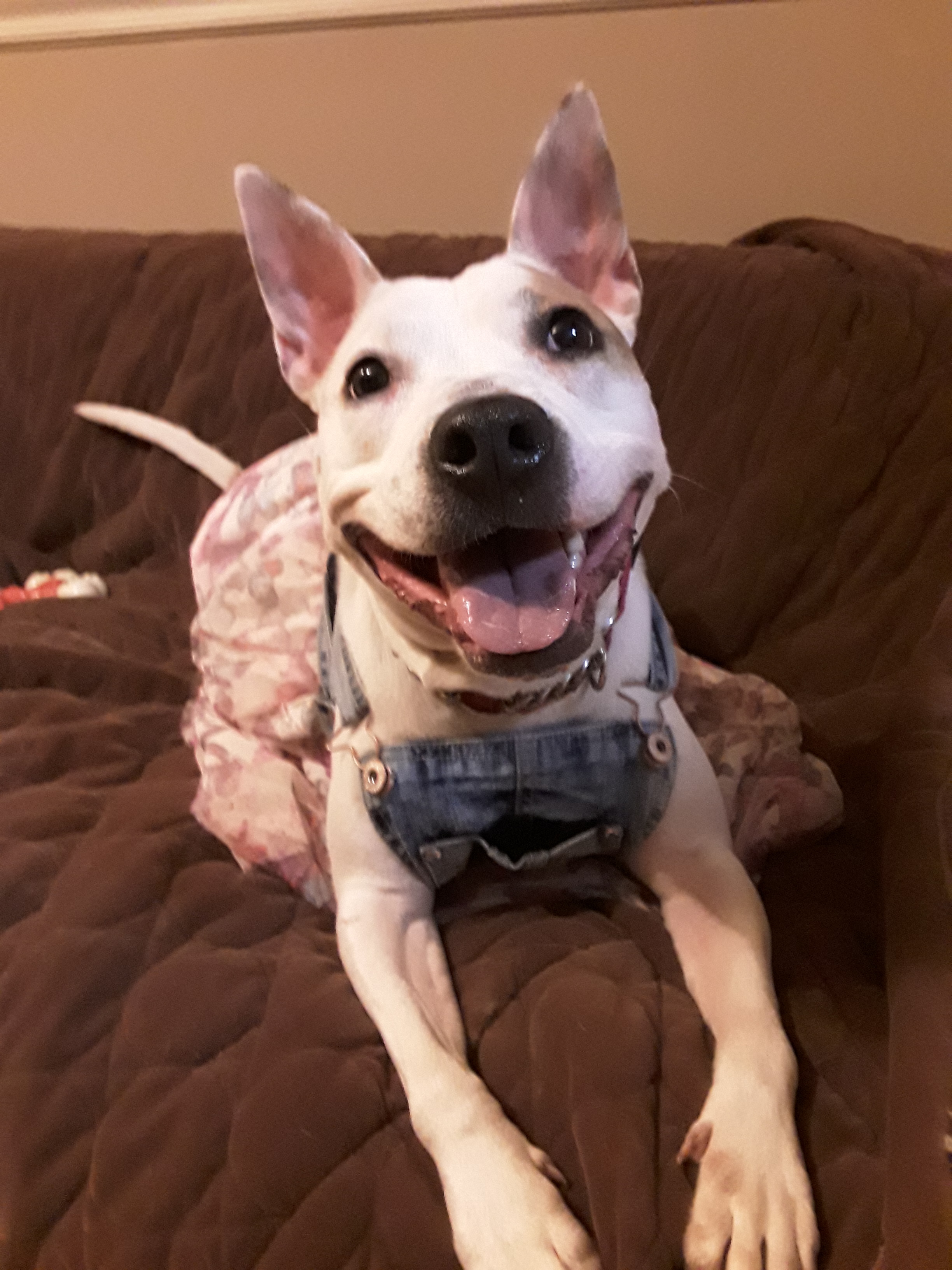 Rupunzal, Adoptable, Adult Female Bull Terrier & Jack Russell Terrier.