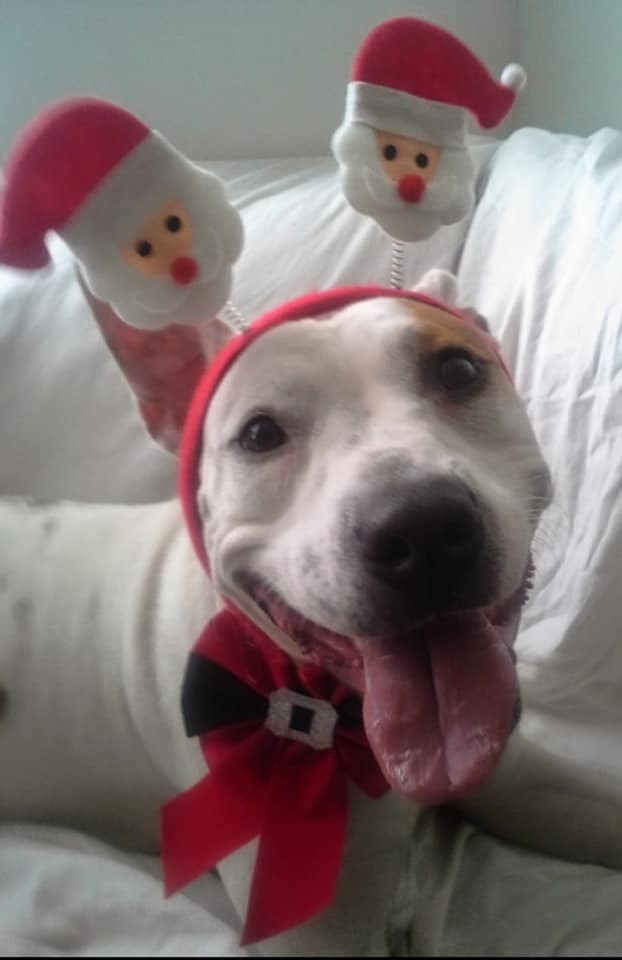 Enlarge Rupunzal, a Adoptable mixed breed in Coral Springs, FL image 5/6