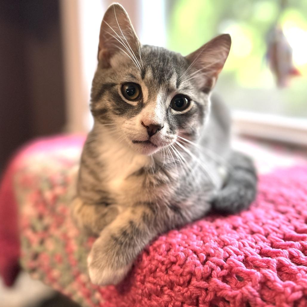 Enlarge Johnny, a Adoptable Domestic Short Hair in Ephrata, PA image 1/2
