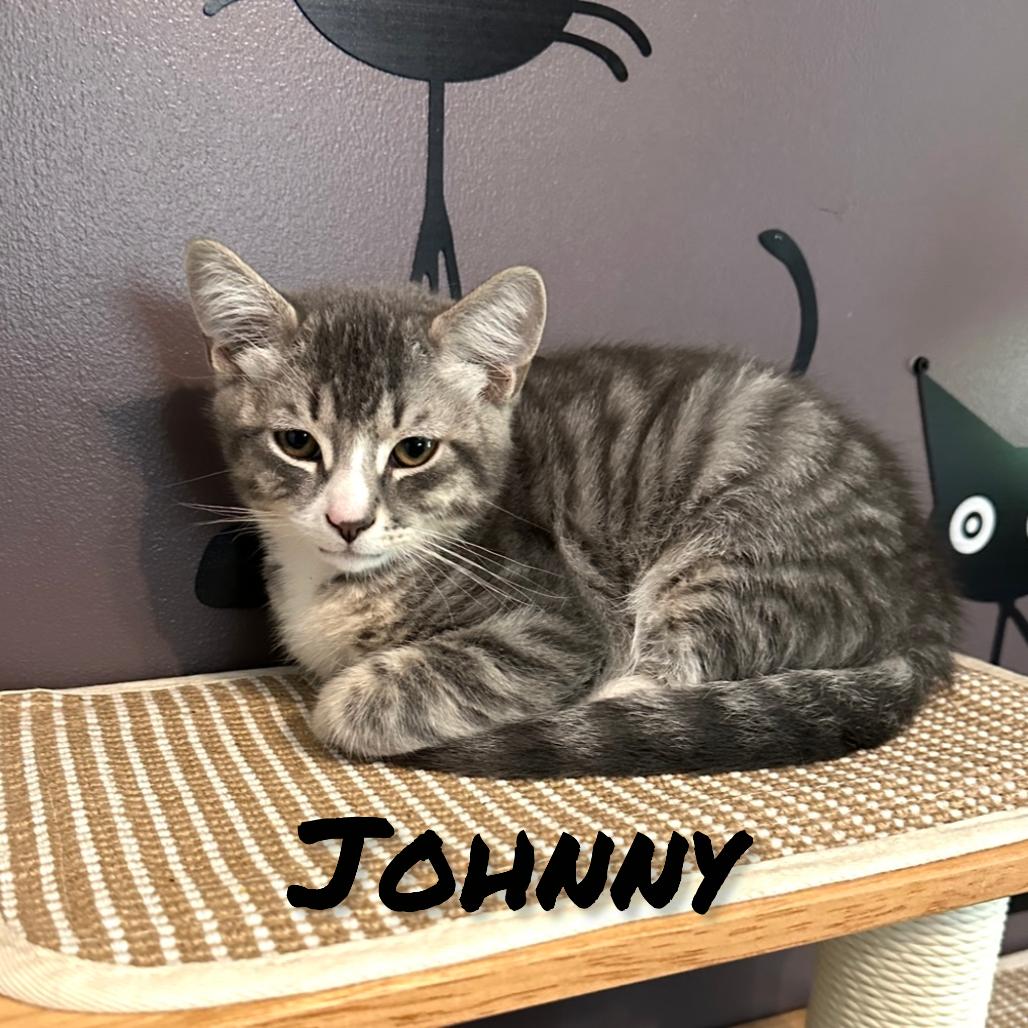Enlarge Johnny, a Adoptable Domestic Short Hair in Ephrata, PA image 2/2