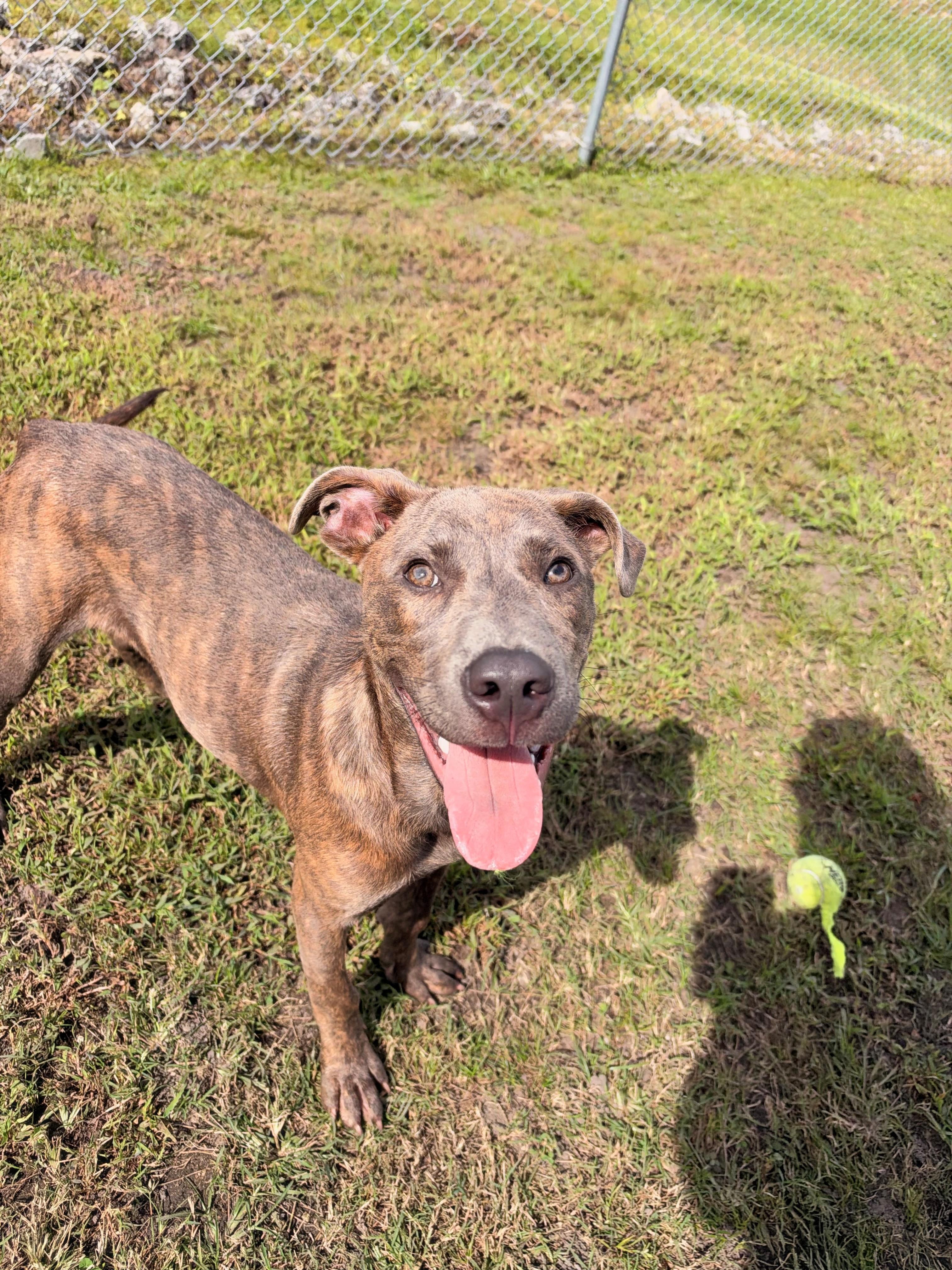 Enlarge Houndour, a Adoptable mixed breed in Havelock, NC image 2/2