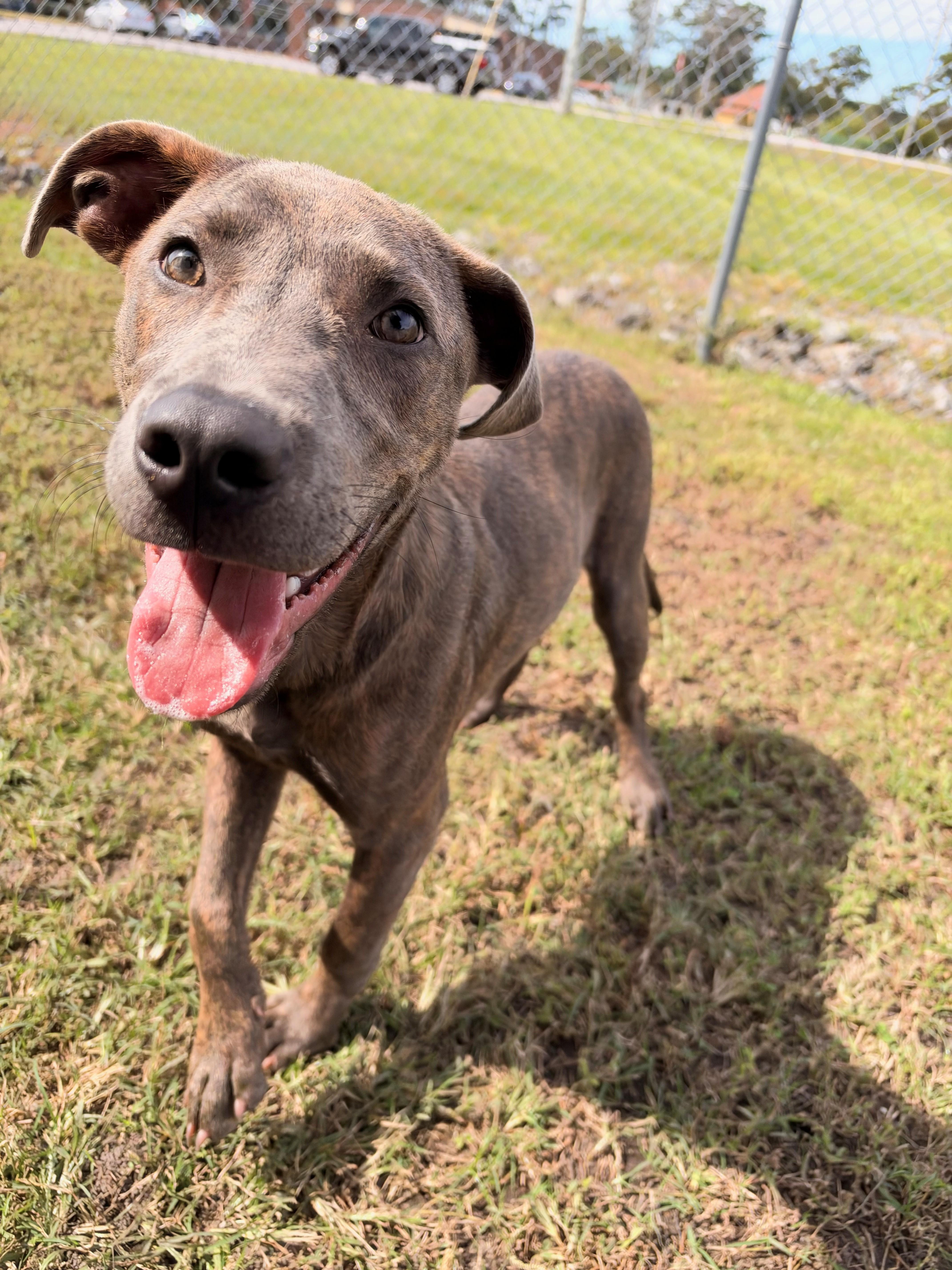 Houndour, Adoptable, Young Male Pit Bull Terrier.